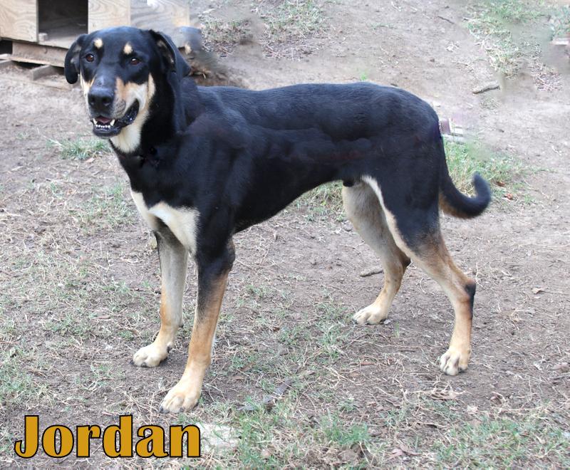 JORDAN photo 3
