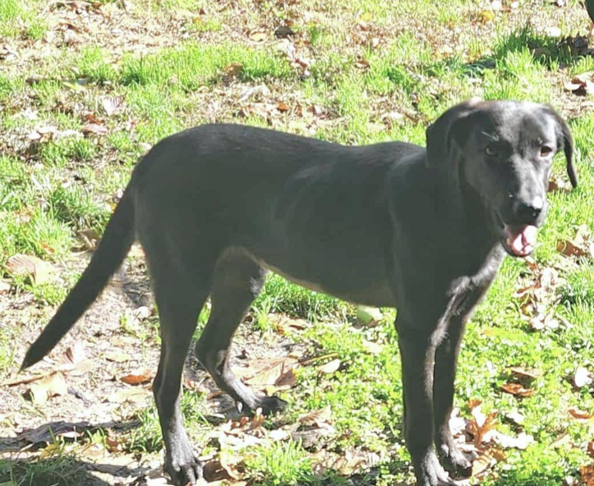Amber, a Adoptable mixed breed in Edgewater, MD image 4/6