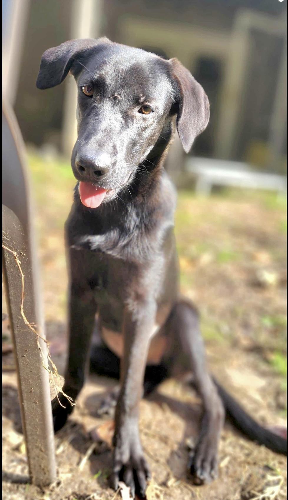 Amber, a Adoptable mixed breed in Edgewater, MD image 5/6