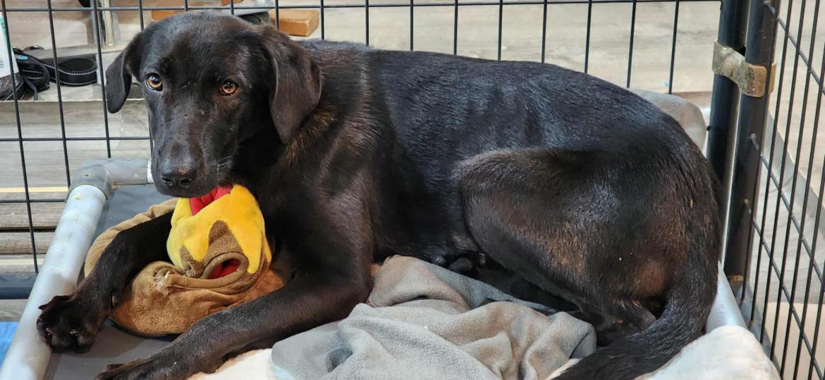 Amber, a Adoptable mixed breed in Edgewater, MD image 6/6