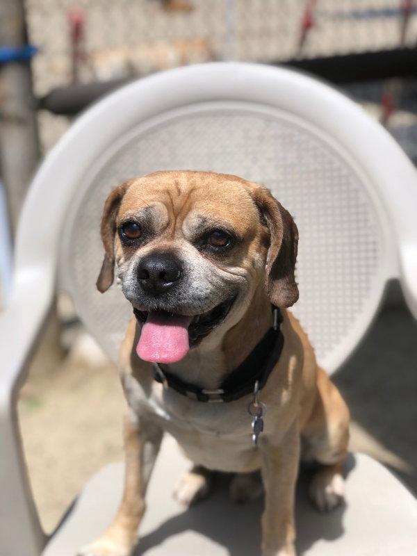 Mac, Adopted, Young Male Pug & Beagle.