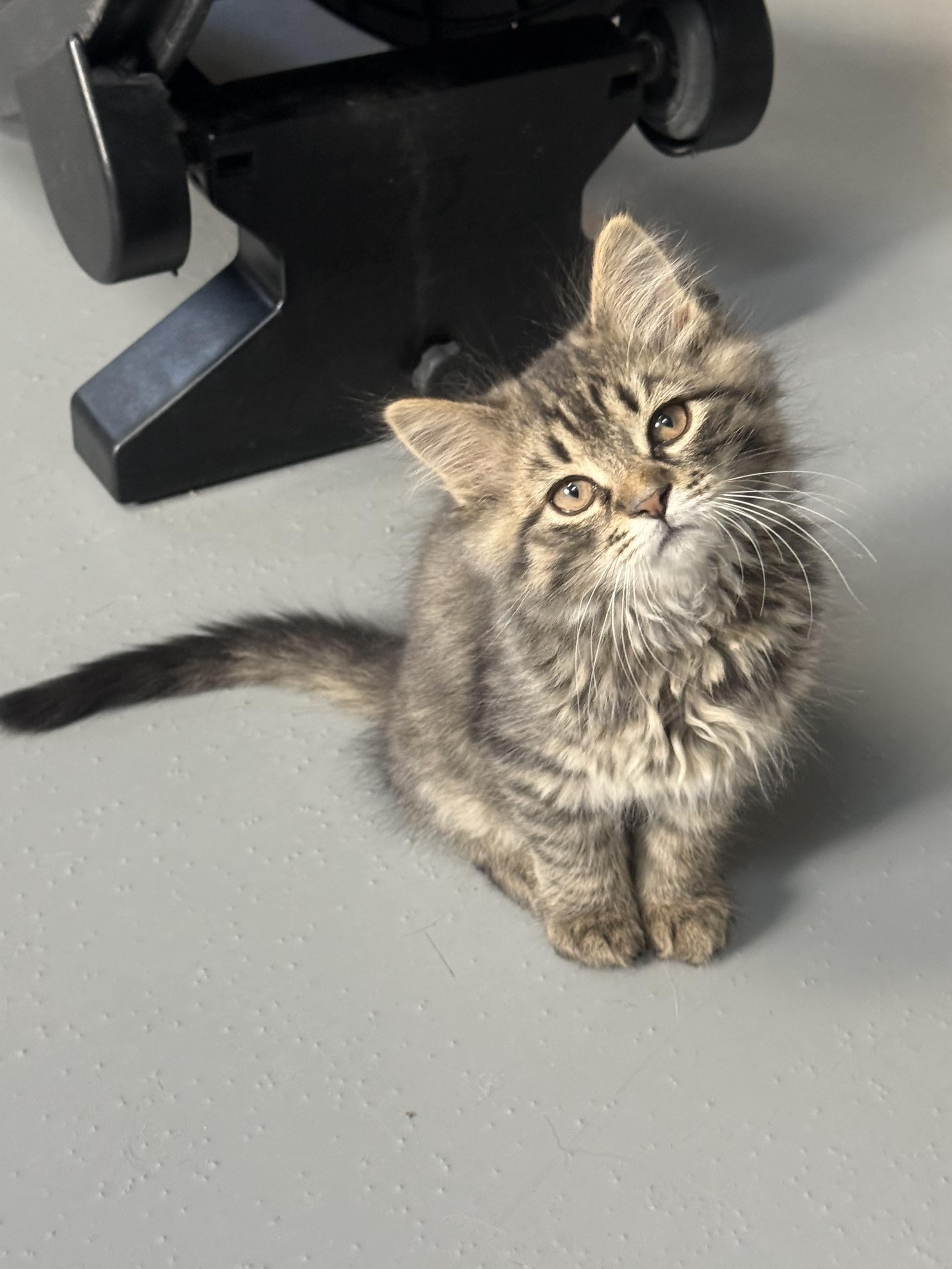 Enlarge Wade, an adopted Domestic Medium Hair in Big Rapids, MI image 3/3