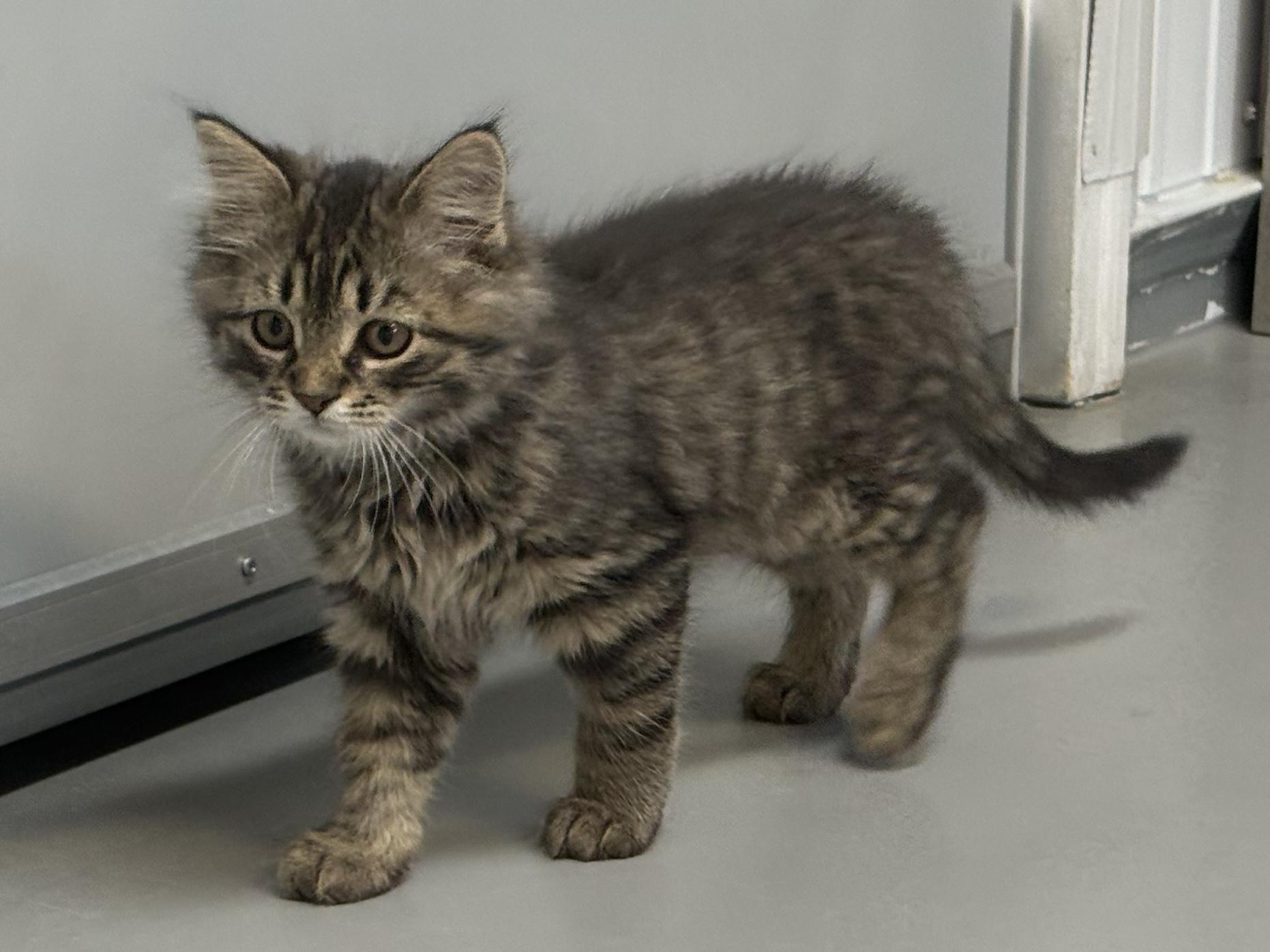 Enlarge Wade, an adopted Domestic Medium Hair in Big Rapids, MI image 2/3