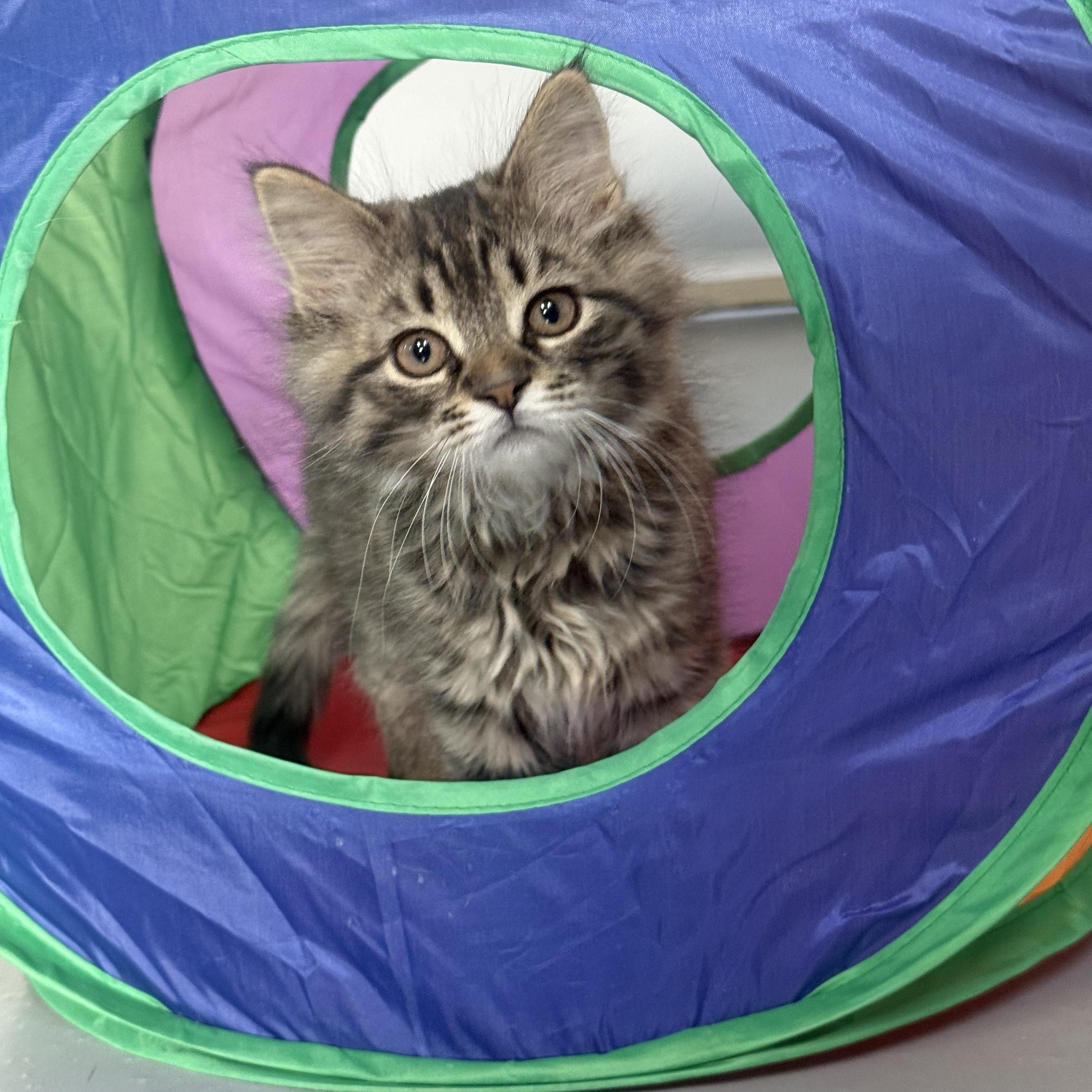 Wade, adopted, Kitten Male Domestic Medium Hair.