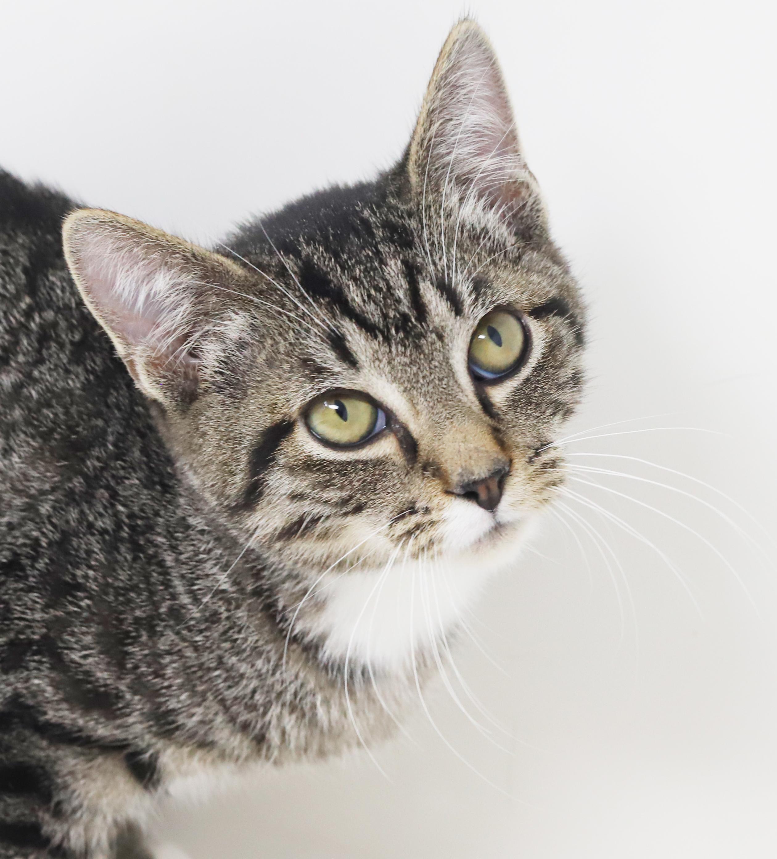 Enlarge Smooch is a smoosh!  Lover kitten!, a Adoptable mixed breed in Bedford Hills, NY image 3/6