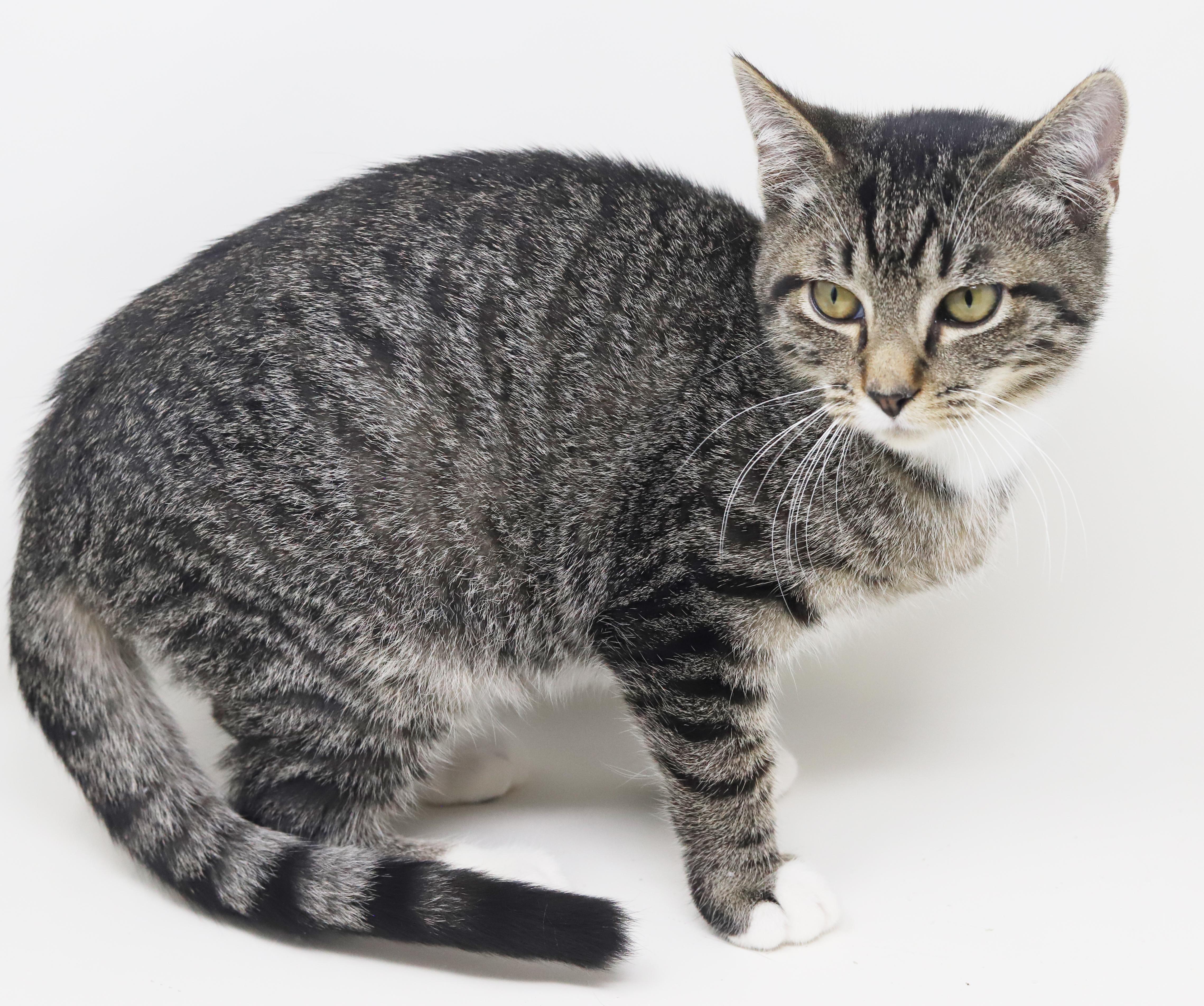 Enlarge Smooch is a smoosh!  Lover kitten!, a Adoptable mixed breed in Bedford Hills, NY image 6/6