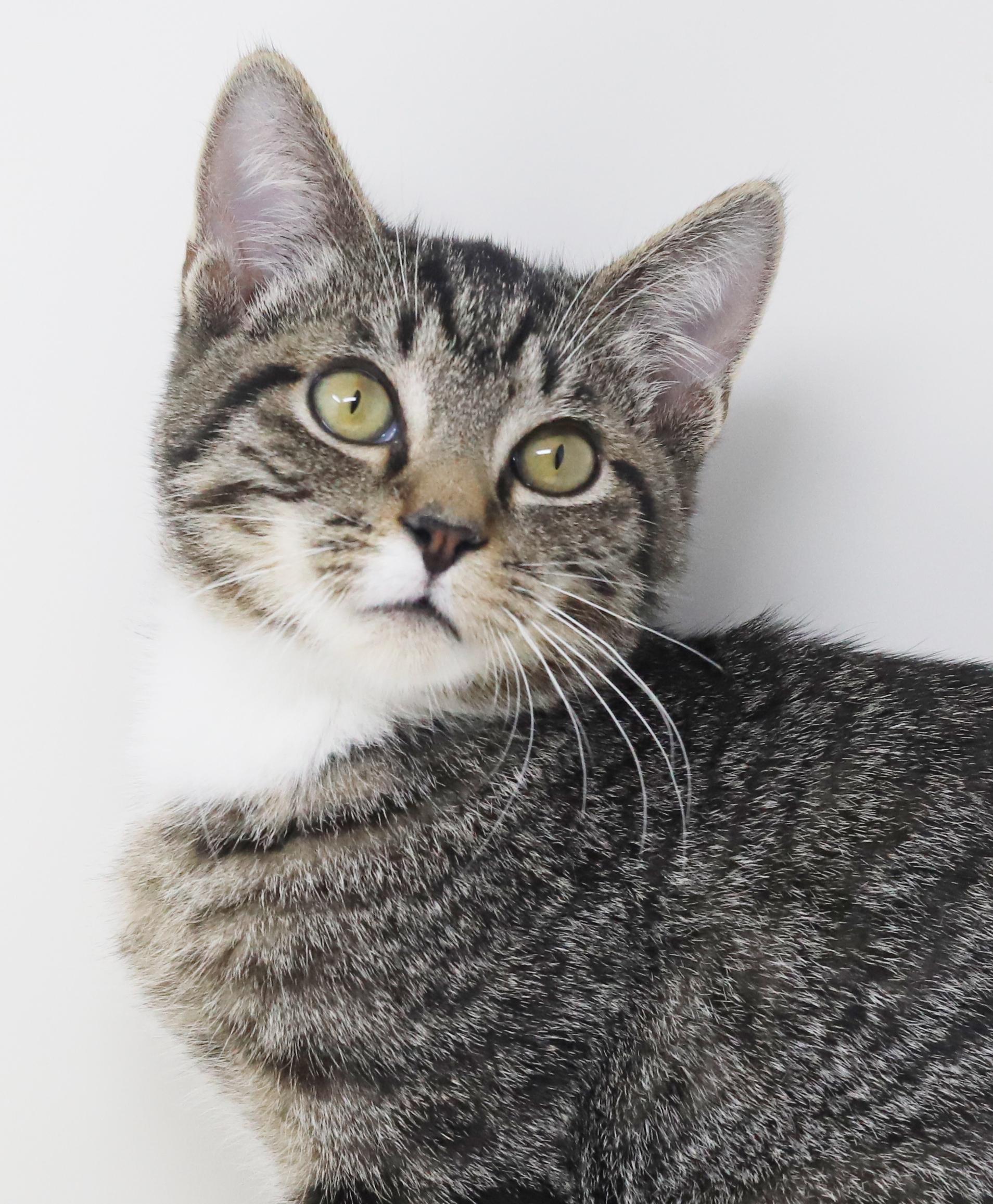 Enlarge Smooch is a smoosh!  Lover kitten!, a Adoptable mixed breed in Bedford Hills, NY image 4/6