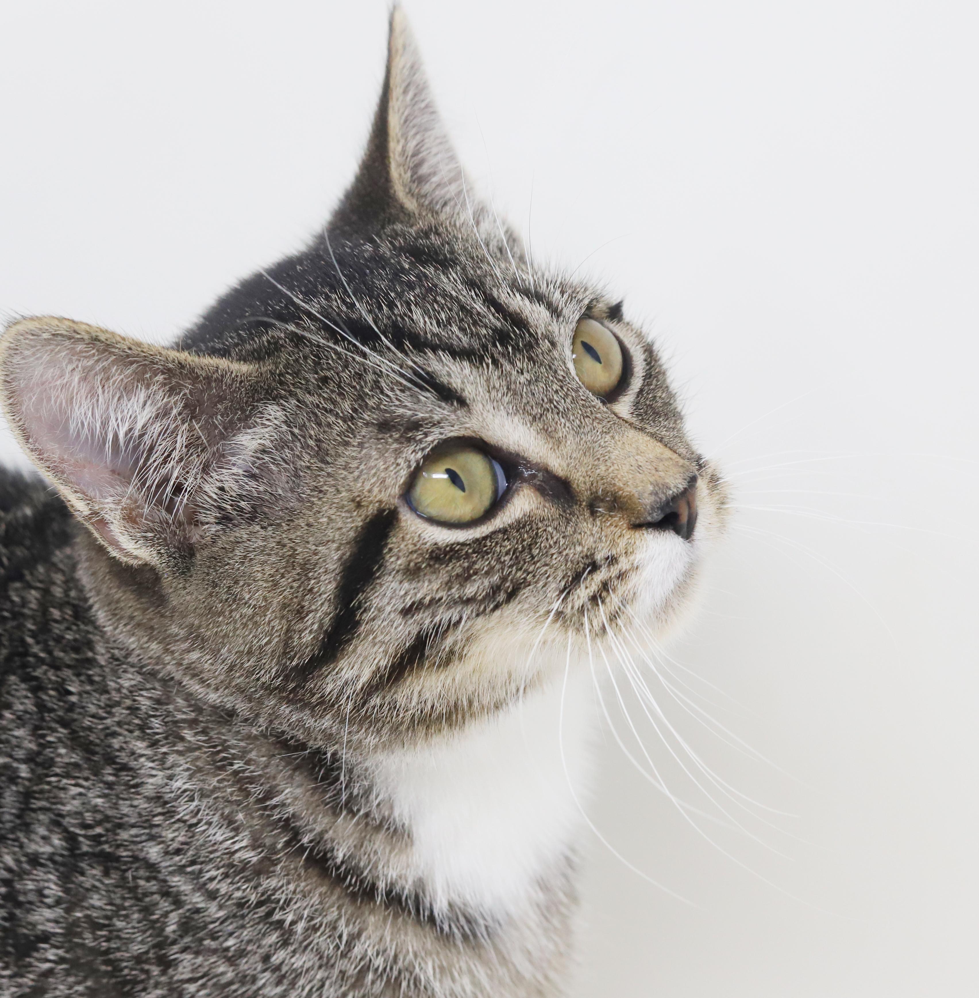 Enlarge Smooch is a smoosh!  Lover kitten!, a Adoptable mixed breed in Bedford Hills, NY image 5/6