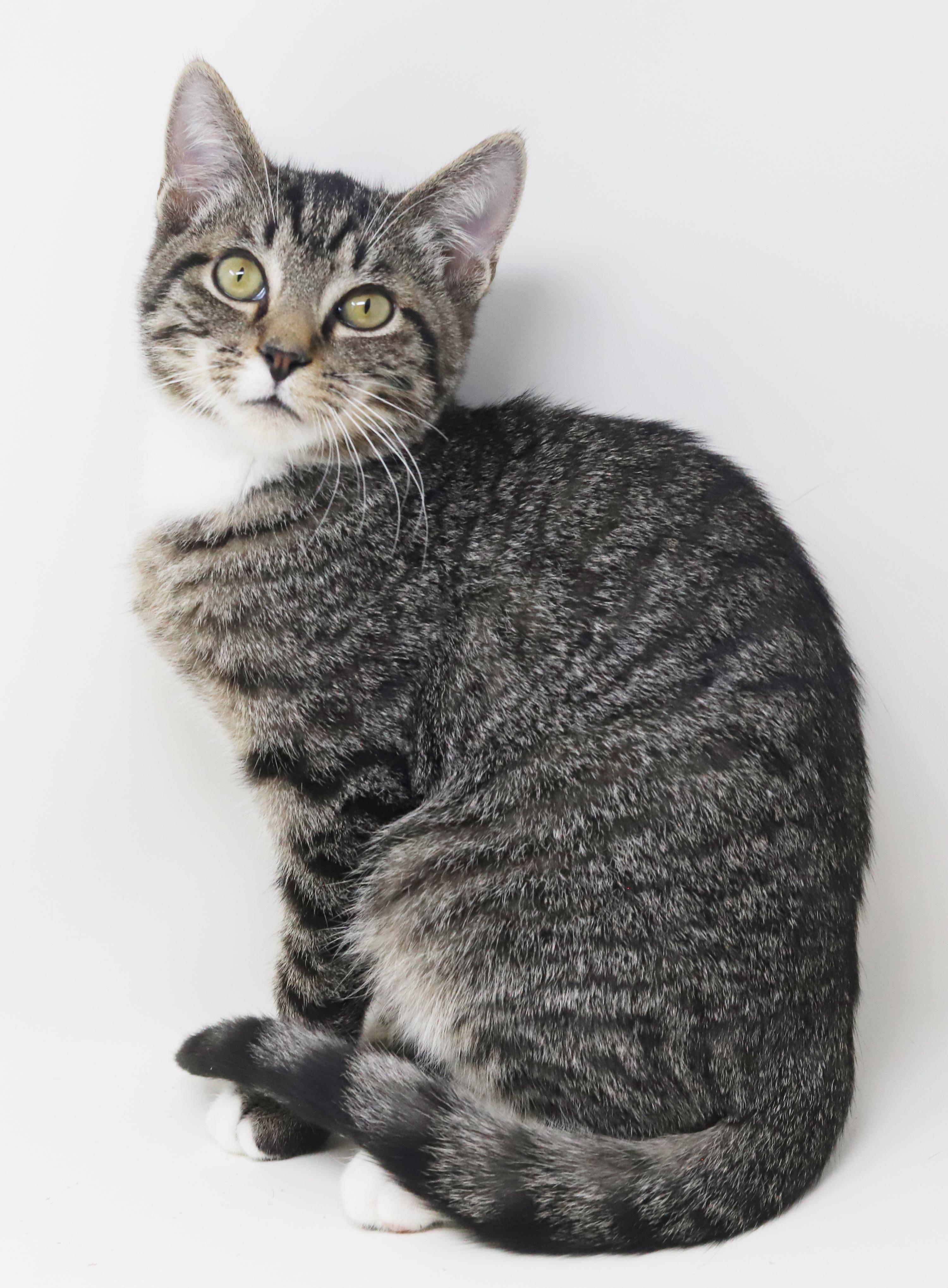 Enlarge Smooch is a smoosh!  Lover kitten!, a Adoptable mixed breed in Bedford Hills, NY image 2/6