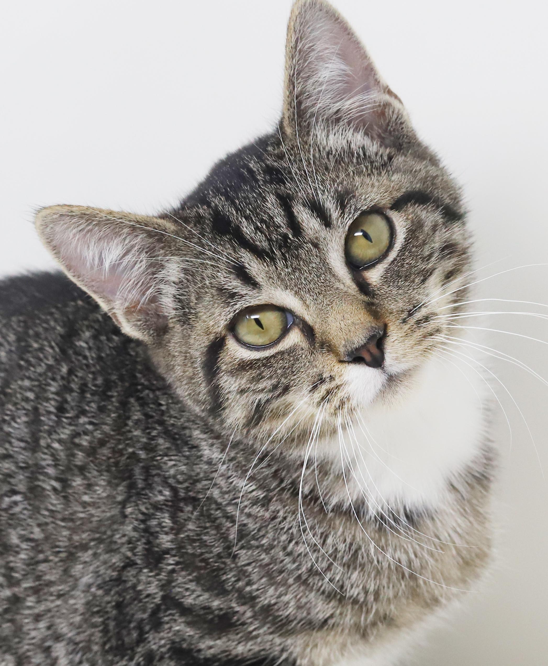 Smooch is a smoosh!  Lover kitten!, Adoptable, Kitten Male Tabby & Bengal.
