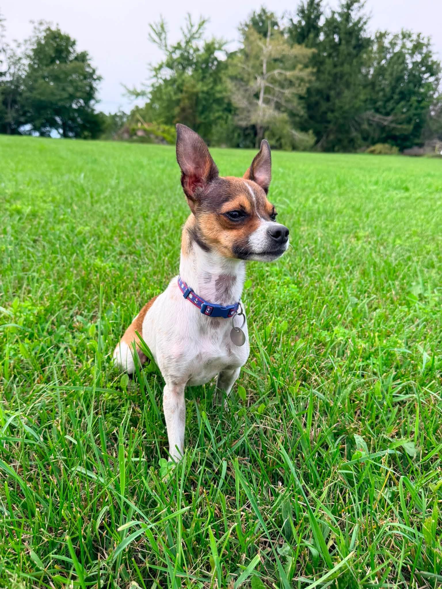 Enlarge Malo, a Adoptable Chihuahua in Hawkestone, ON image 2/6