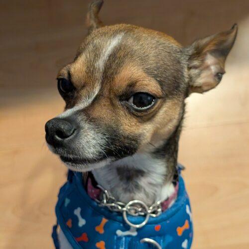 Enlarge Malo, a Adoptable Chihuahua in Hawkestone, ON image 3/6