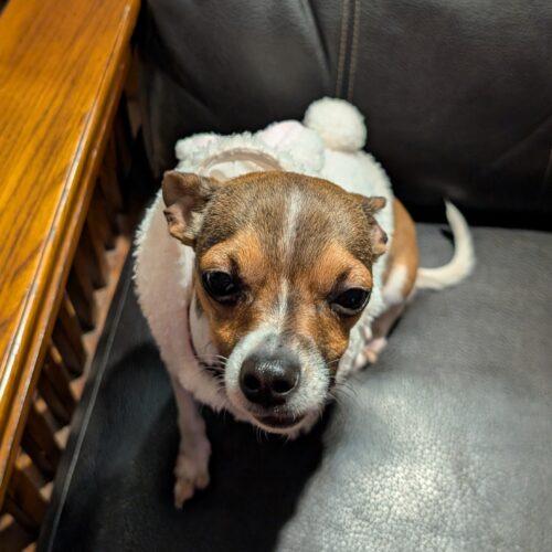 Enlarge Malo, a Adoptable Chihuahua in Hawkestone, ON image 5/6