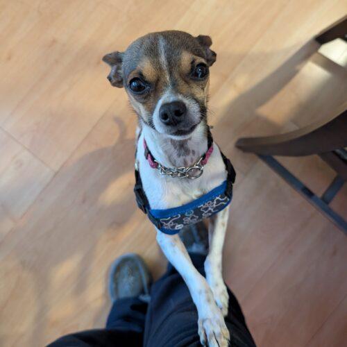 Enlarge Malo, a Adoptable Chihuahua in Hawkestone, ON image 6/6