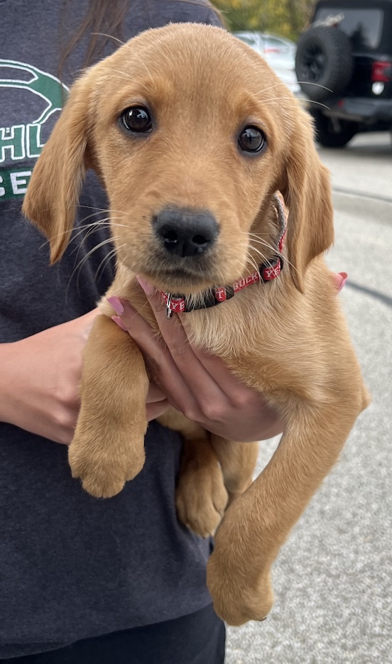 Dog for adoption AprilNot Accepting Applications Yet!, a Labrador