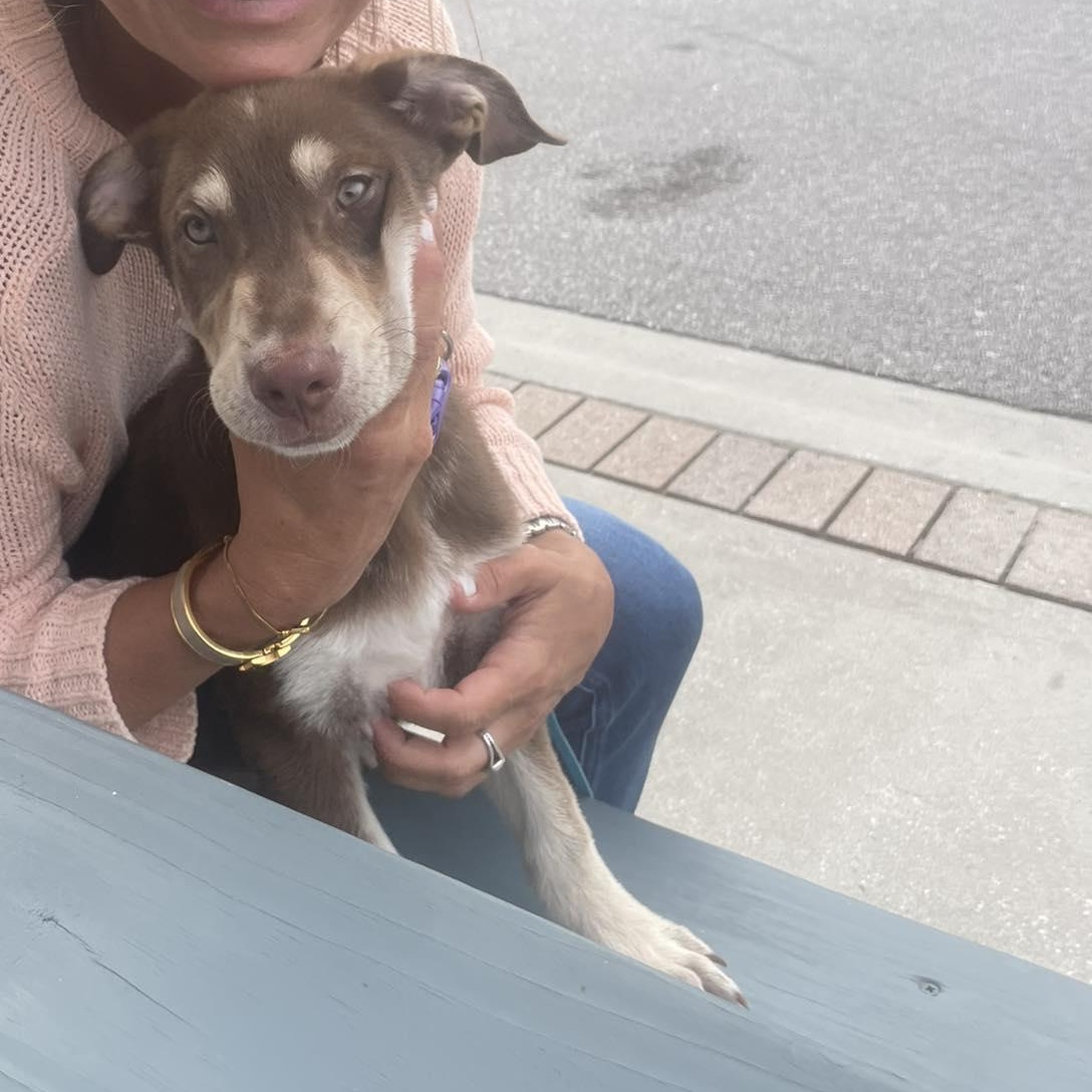 Mocha, a ADOPTABLE Mixed Breed in Wando, SC image 4/6