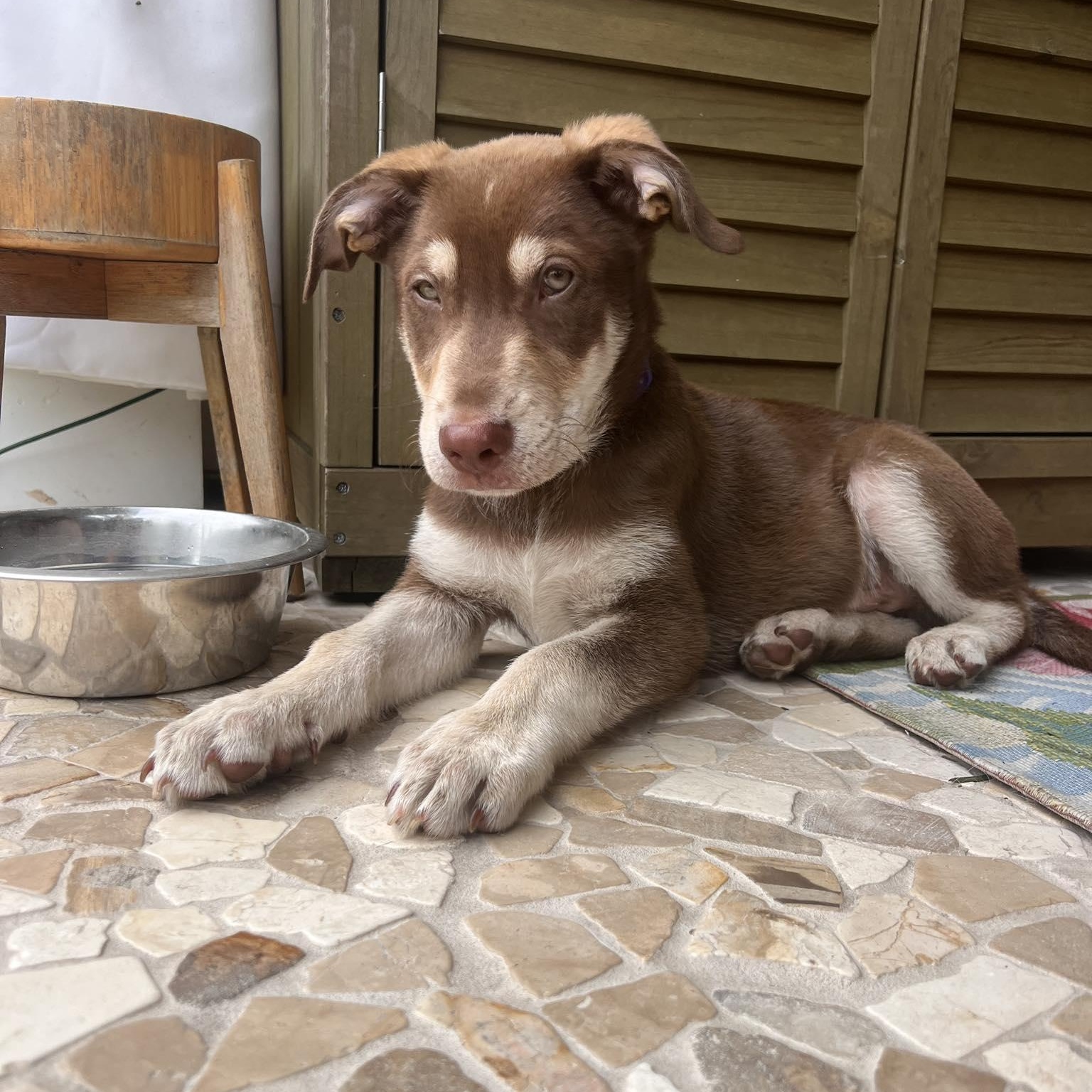 Mocha, a ADOPTABLE Mixed Breed in Wando, SC image 6/6