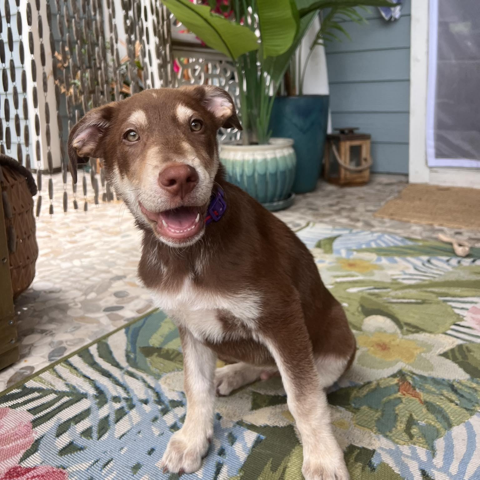Mocha, ADOPTABLE, Puppy Male Mixed Breed.