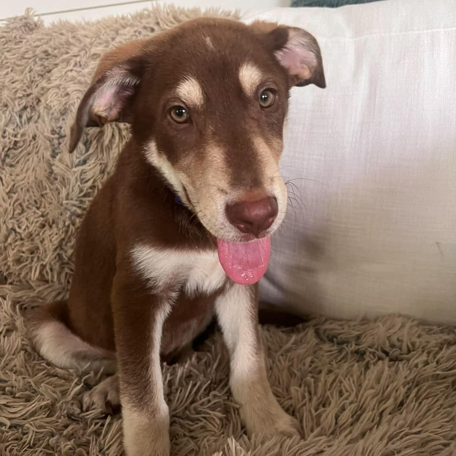 Mocha, a ADOPTABLE Mixed Breed in Wando, SC image 3/6