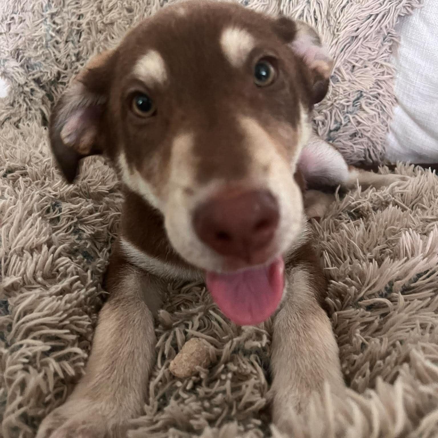 Mocha, a ADOPTABLE Mixed Breed in Wando, SC image 2/6