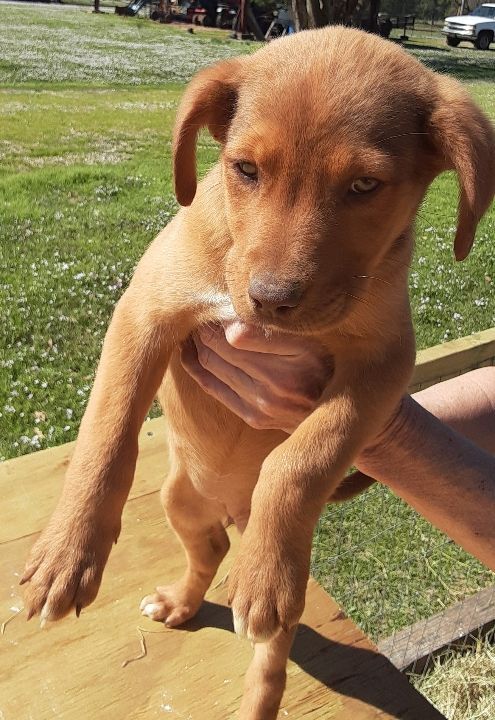 Mavis , Adopted, Puppy Female Mountain Cur & Labrador Retriever.