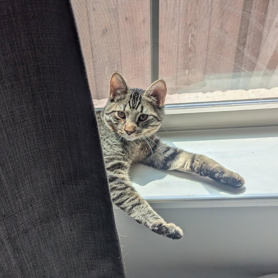 Enlarge Picard, a Adoptable Domestic Short Hair in Boston, MA image 4/6