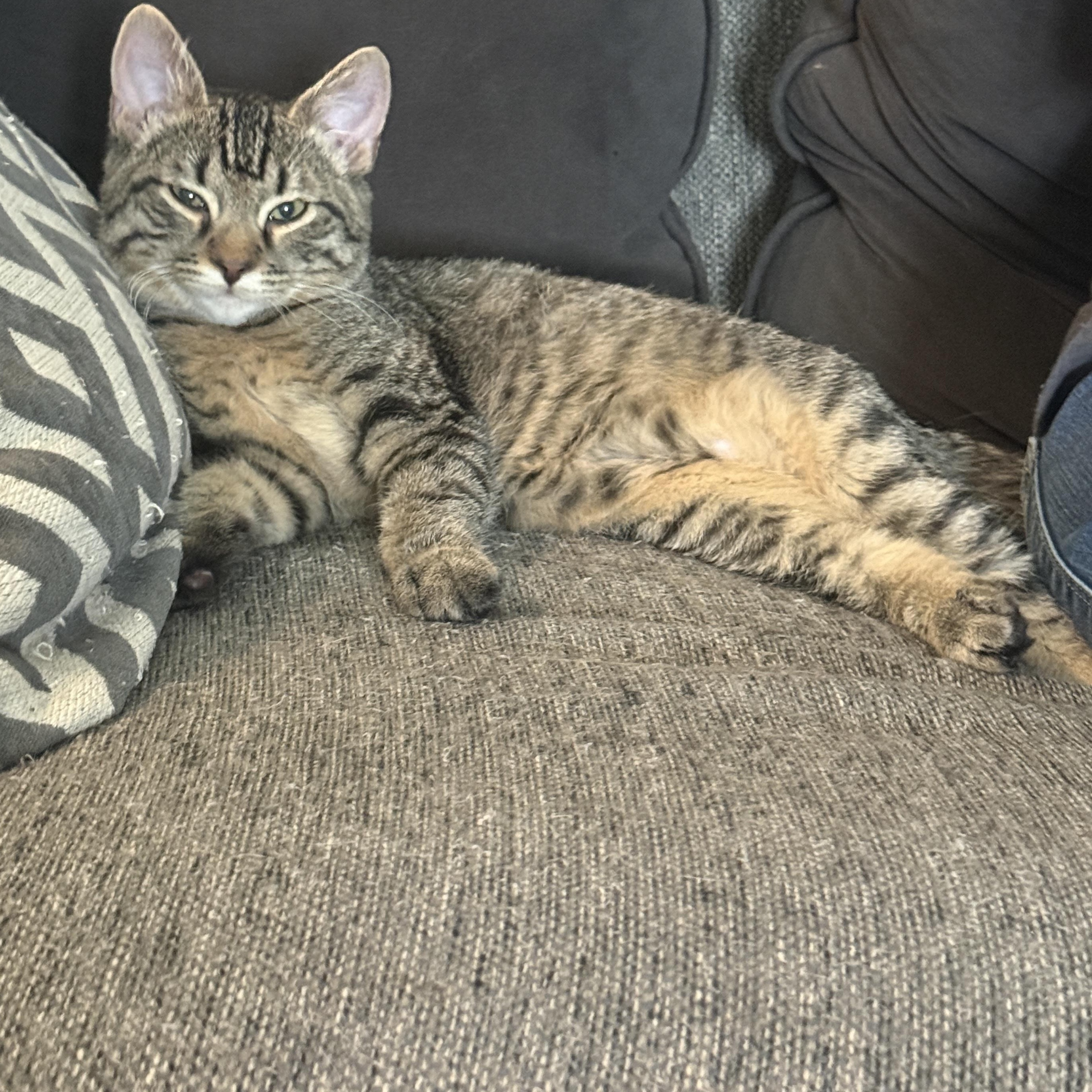Enlarge Picard, a Adoptable Domestic Short Hair in Boston, MA image 5/6