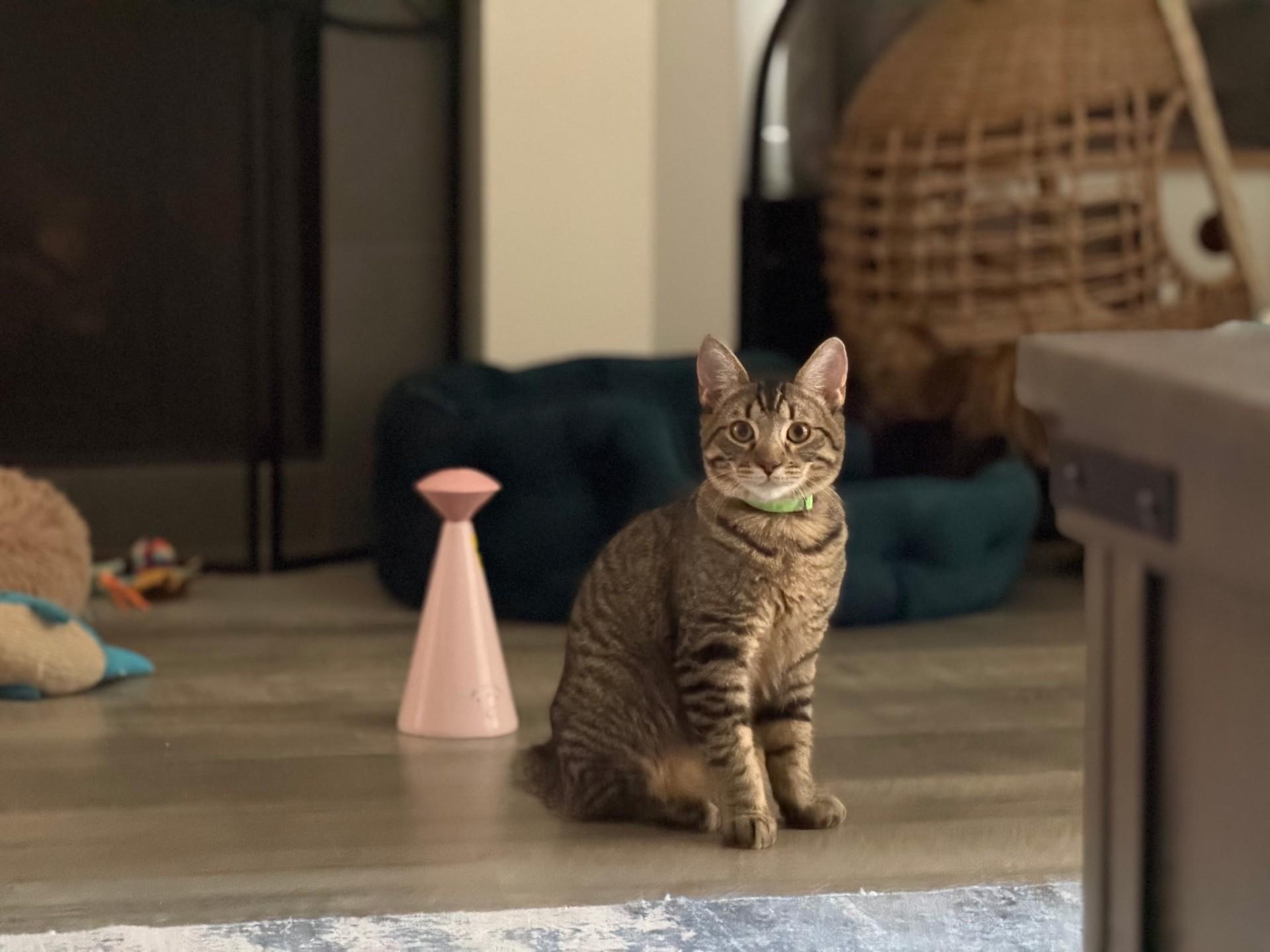 Enlarge Picard, a Adoptable Domestic Short Hair in Boston, MA image 2/6