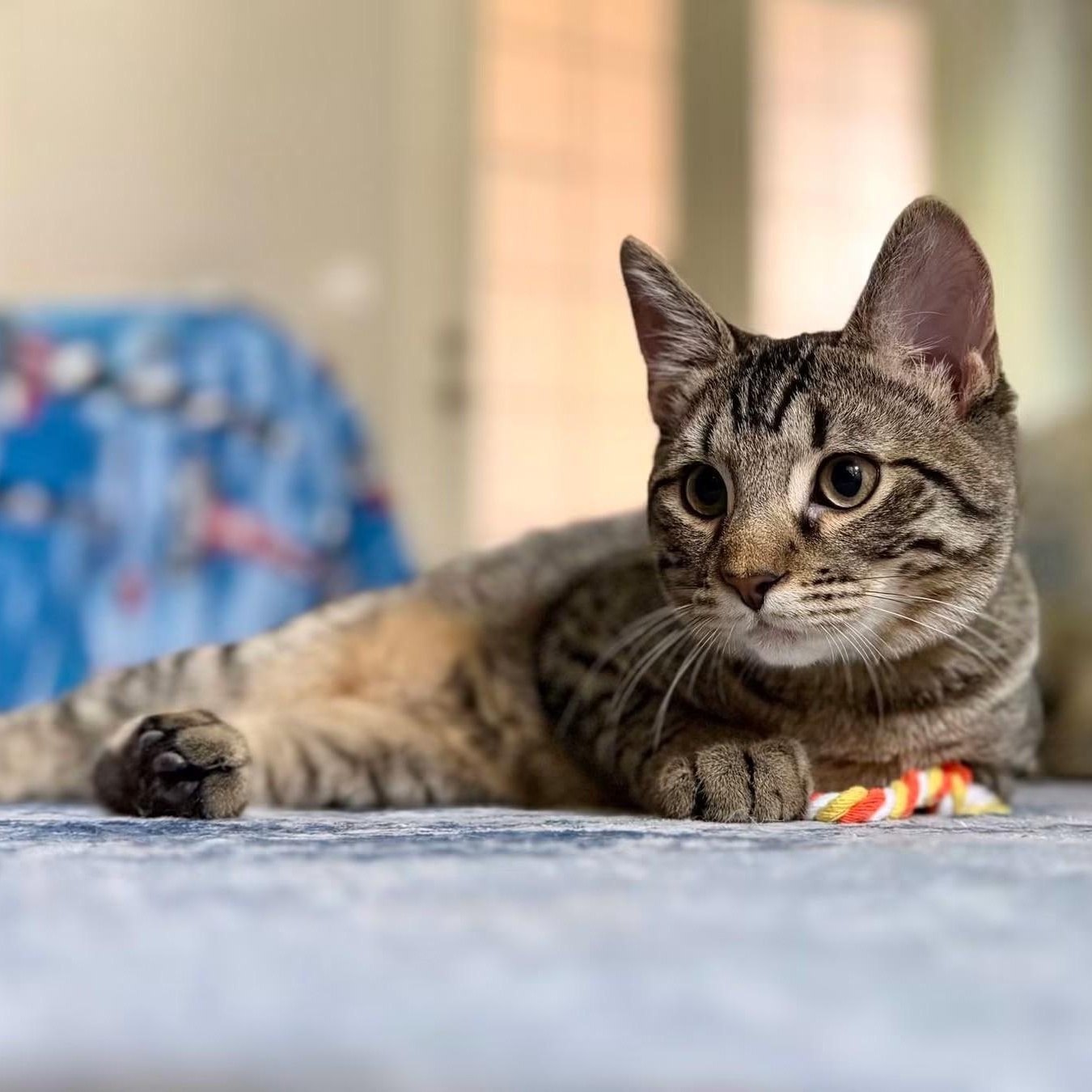 Enlarge Picard, a Adoptable Domestic Short Hair in Boston, MA image 3/6