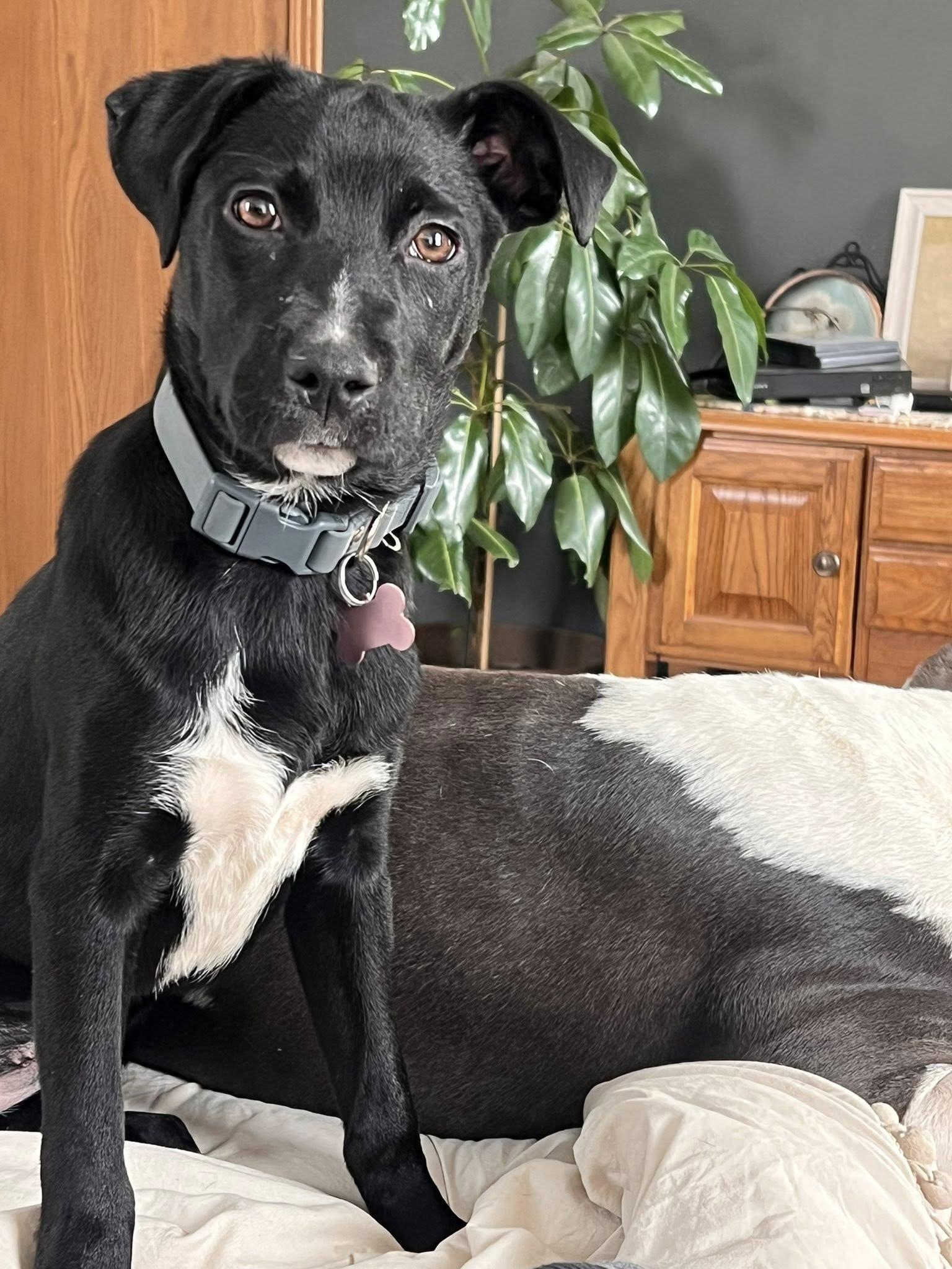 Enlarge Ashley, a ADOPTABLE mixed breed in Clinton, WI image 3/3