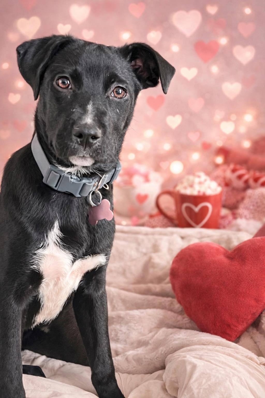 Enlarge Ashley, a ADOPTABLE mixed breed in Clinton, WI image 1/3