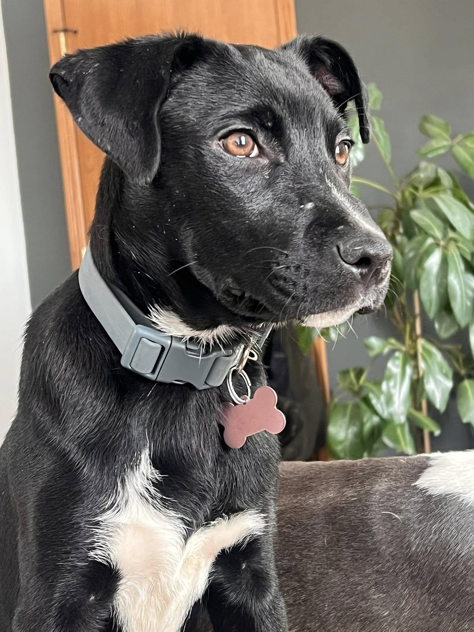 Enlarge Ashley, a ADOPTABLE mixed breed in Clinton, WI image 2/3