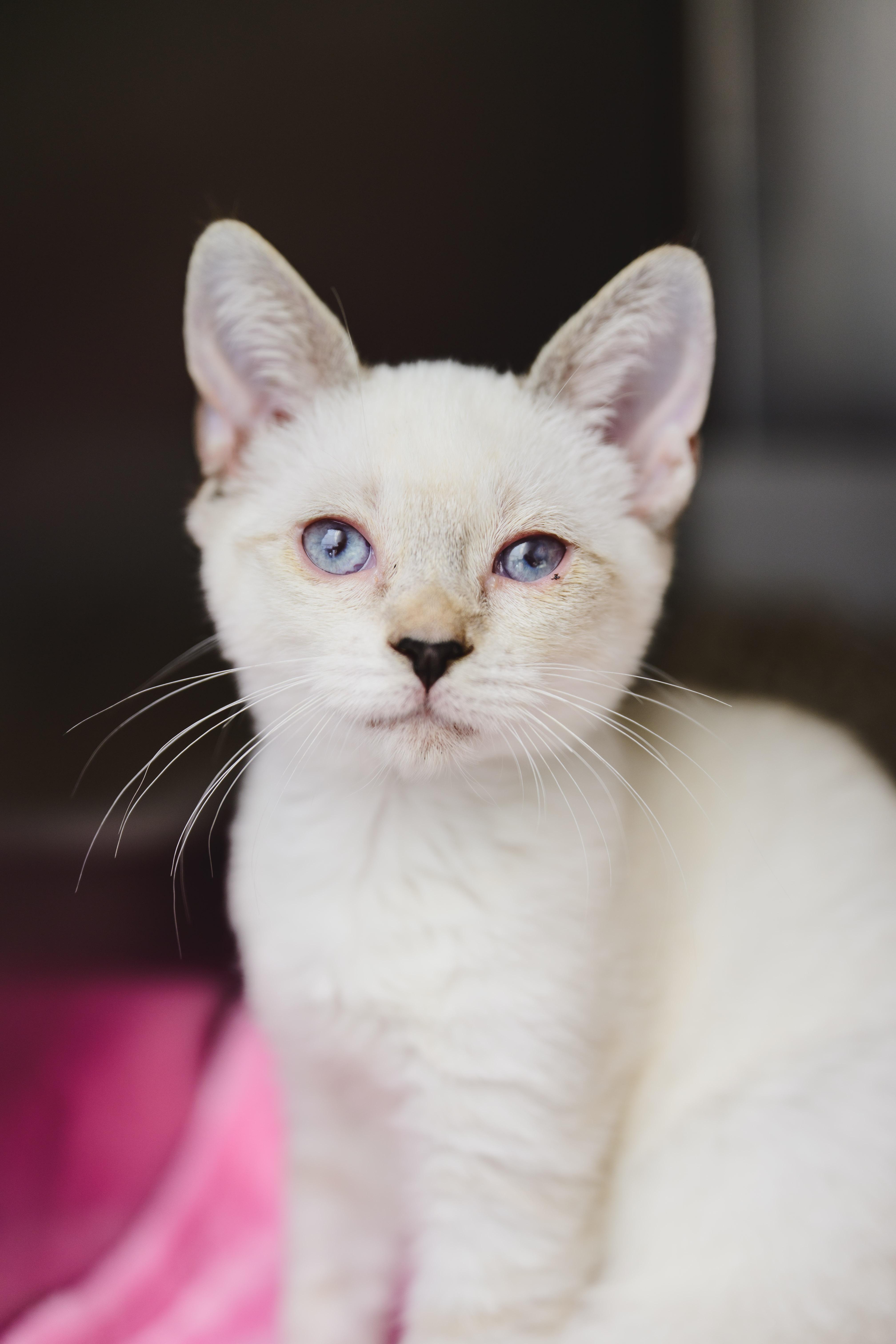 Jewel, Adoptable, Young Female Siamese.