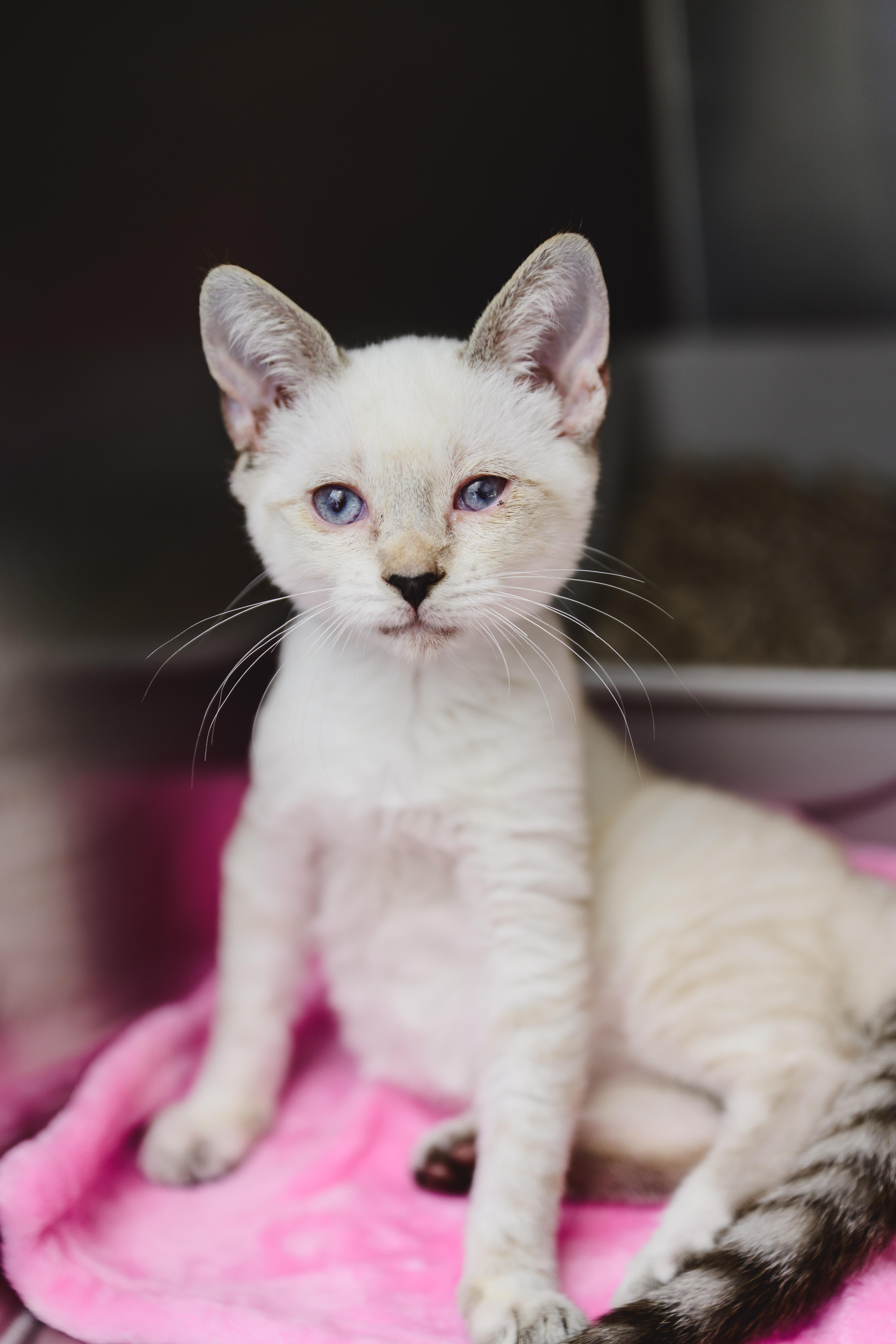 Enlarge Jewel, a Adoptable Siamese in Honolulu, HI image 2/5