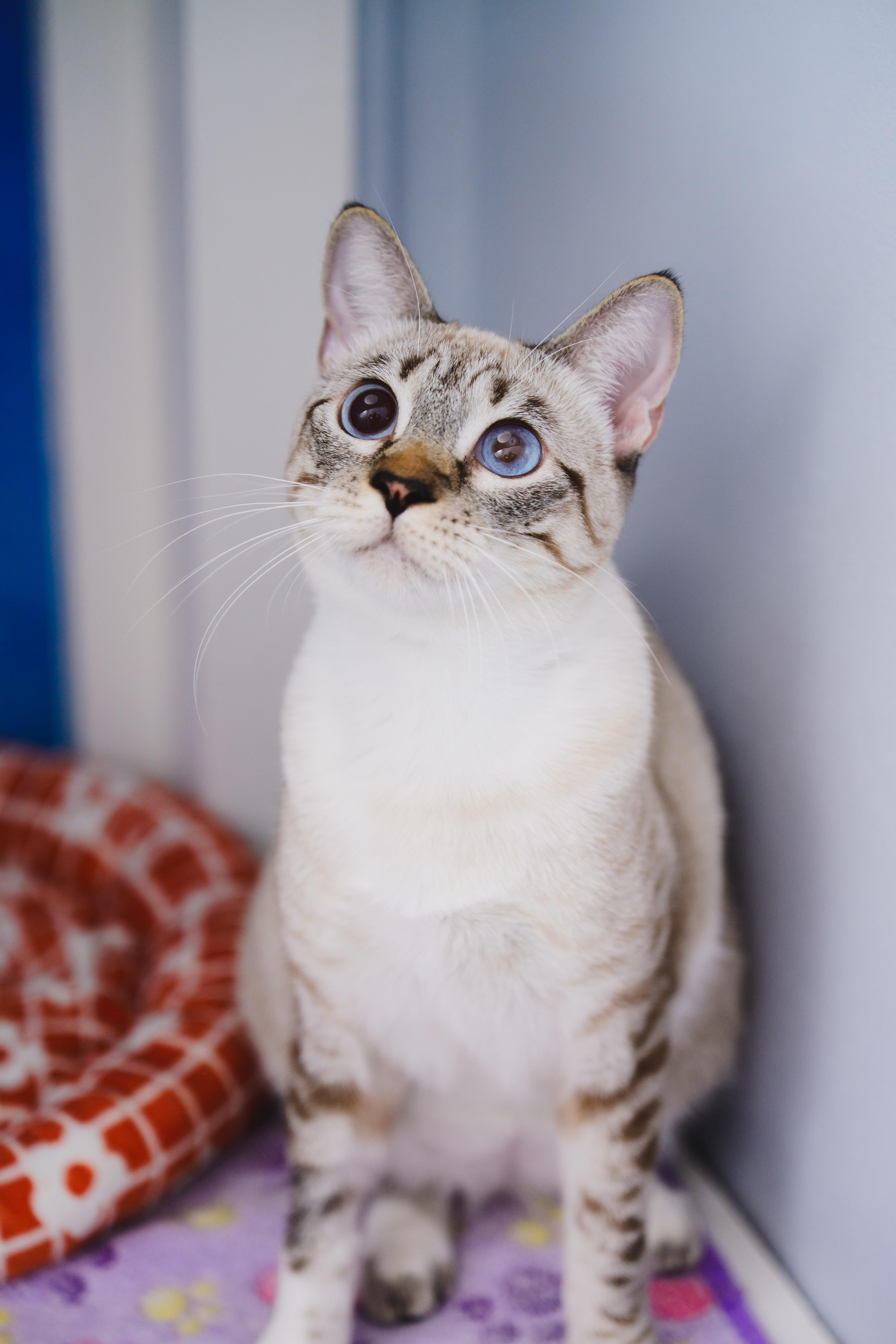 Enlarge Jewel, a Adoptable Siamese in Honolulu, HI image 1/6