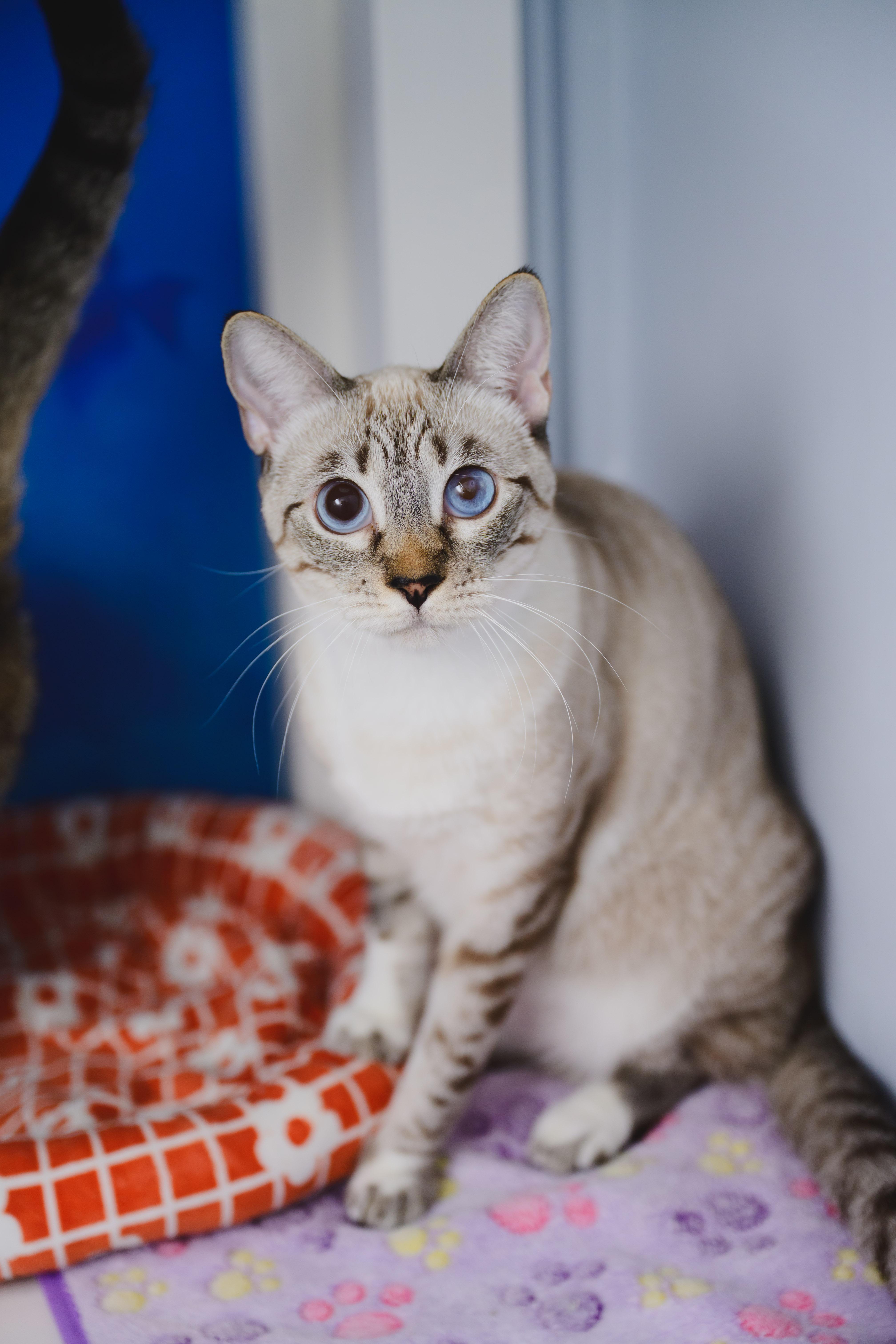 Enlarge Jewel, a Adoptable Siamese in Honolulu, HI image 2/6