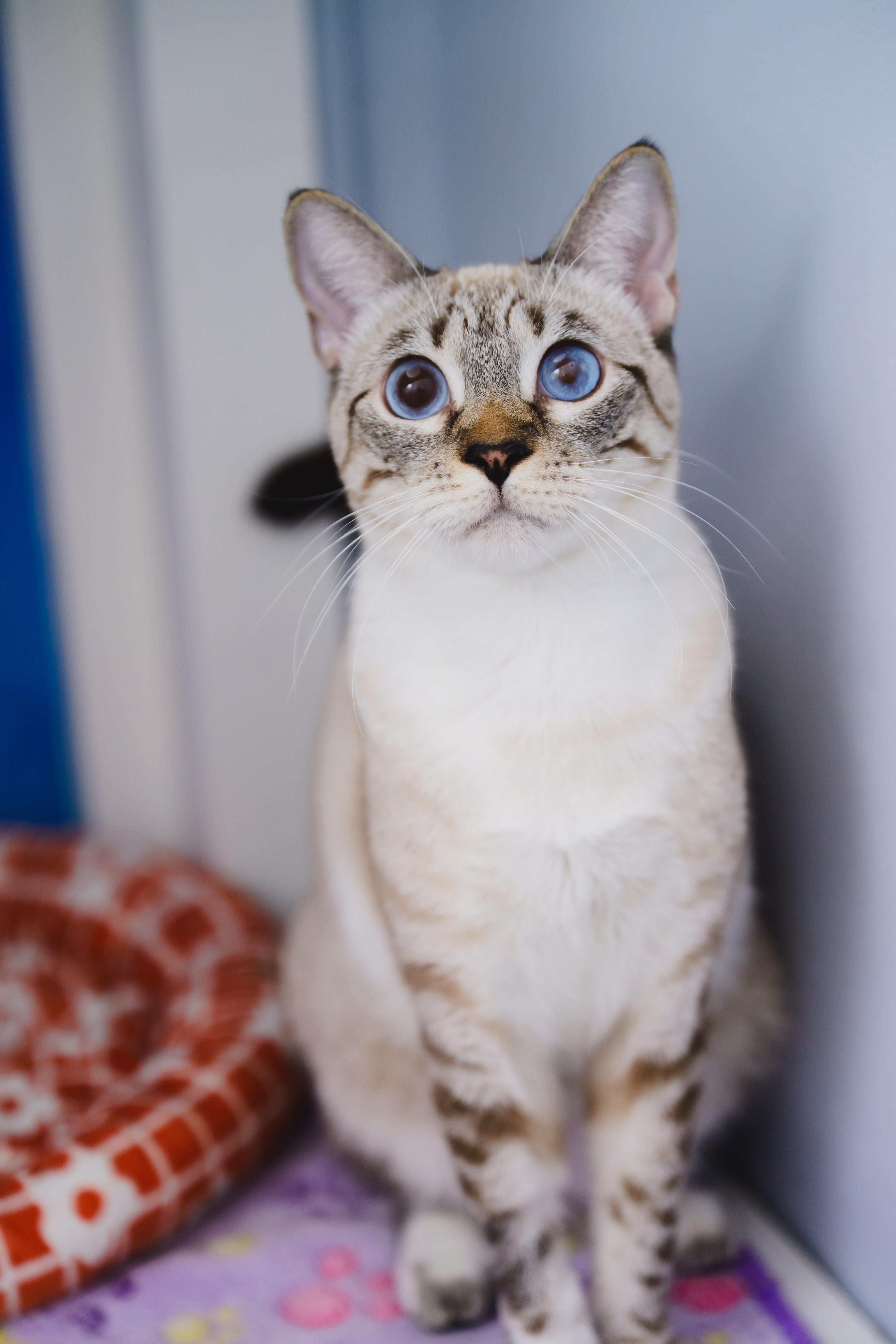 Enlarge Jewel, a Adoptable Siamese in Honolulu, HI image 3/6