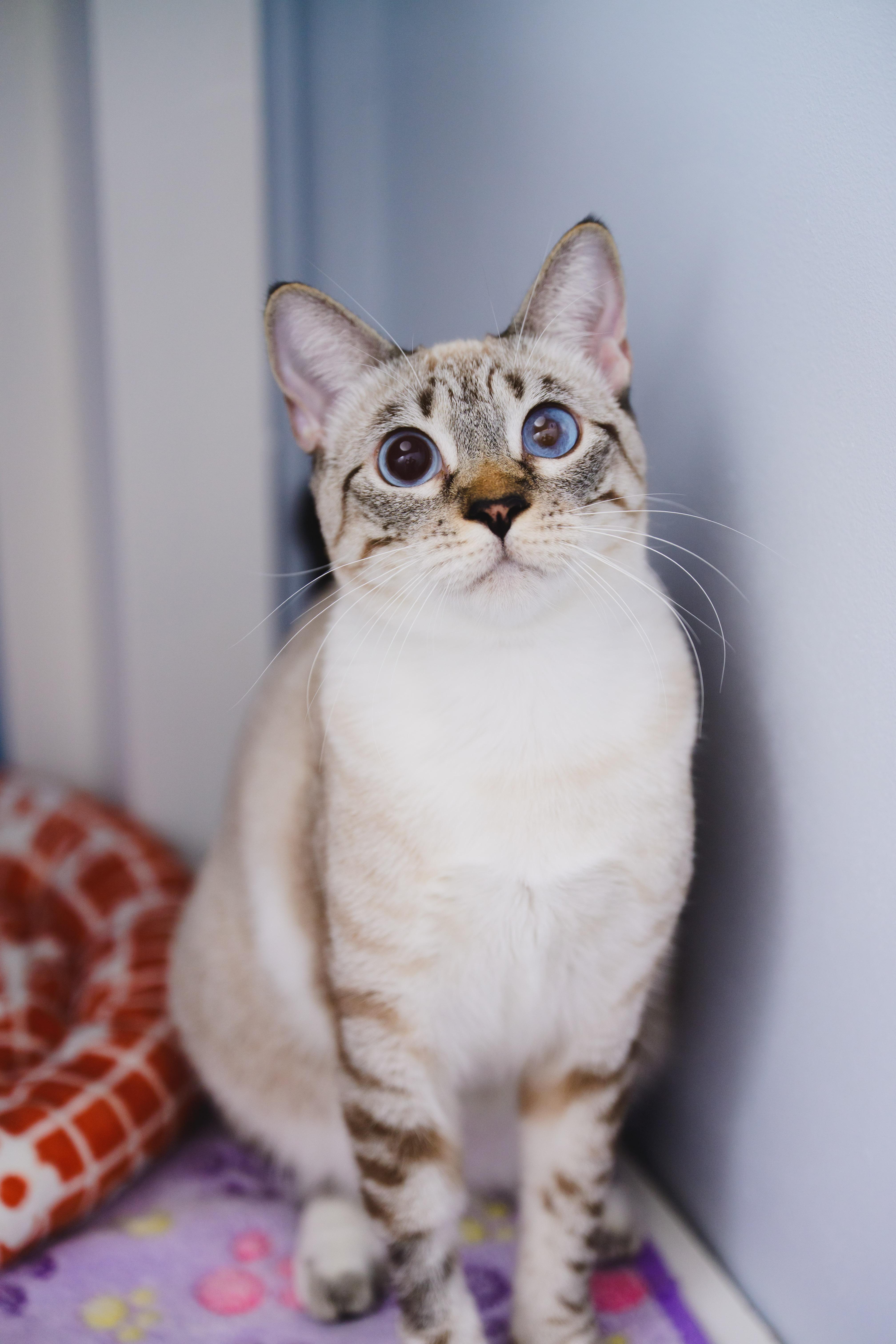 Enlarge Jewel, a Adoptable Siamese in Honolulu, HI image 4/6