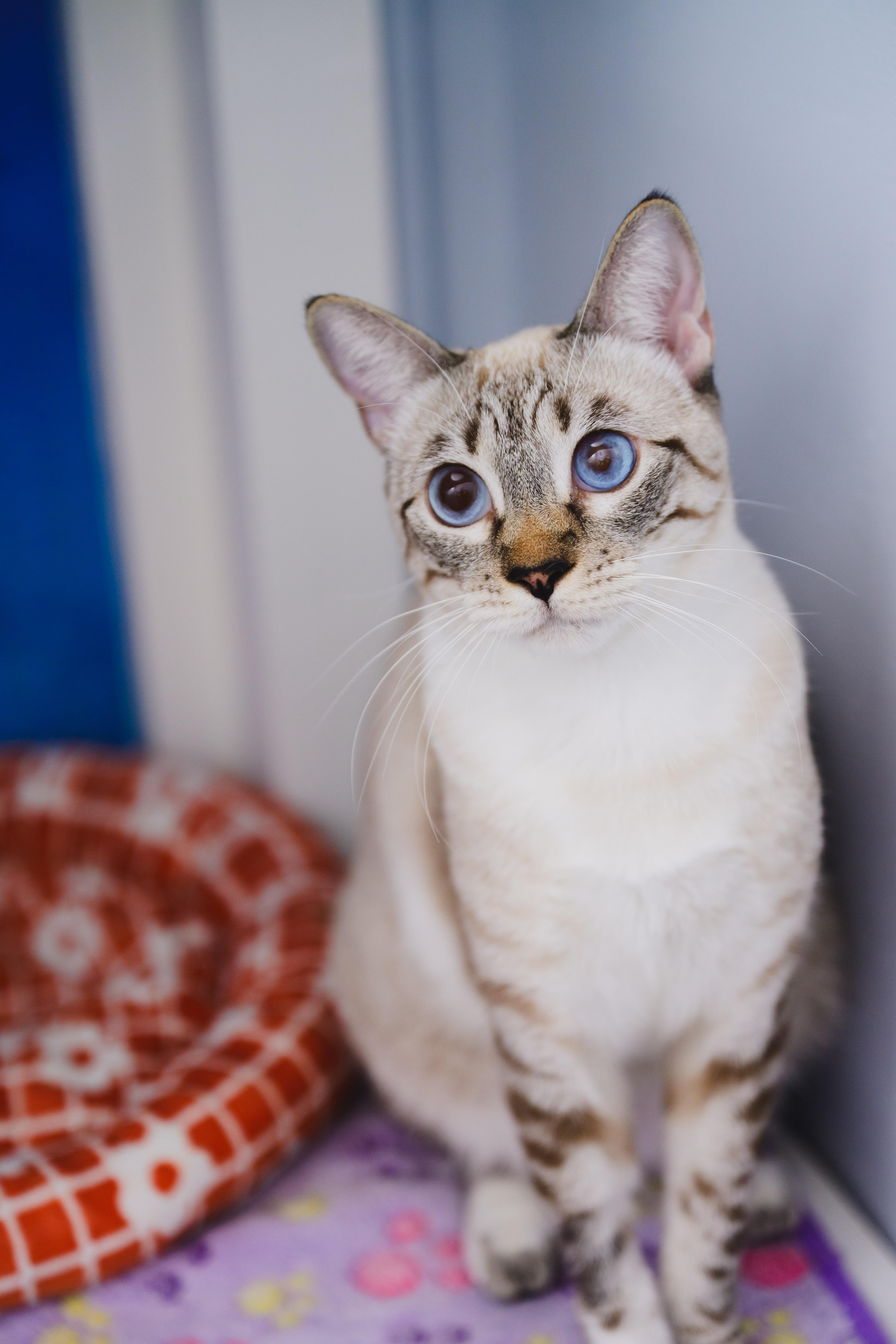 Enlarge Jewel, a Adoptable Siamese in Honolulu, HI image 5/6