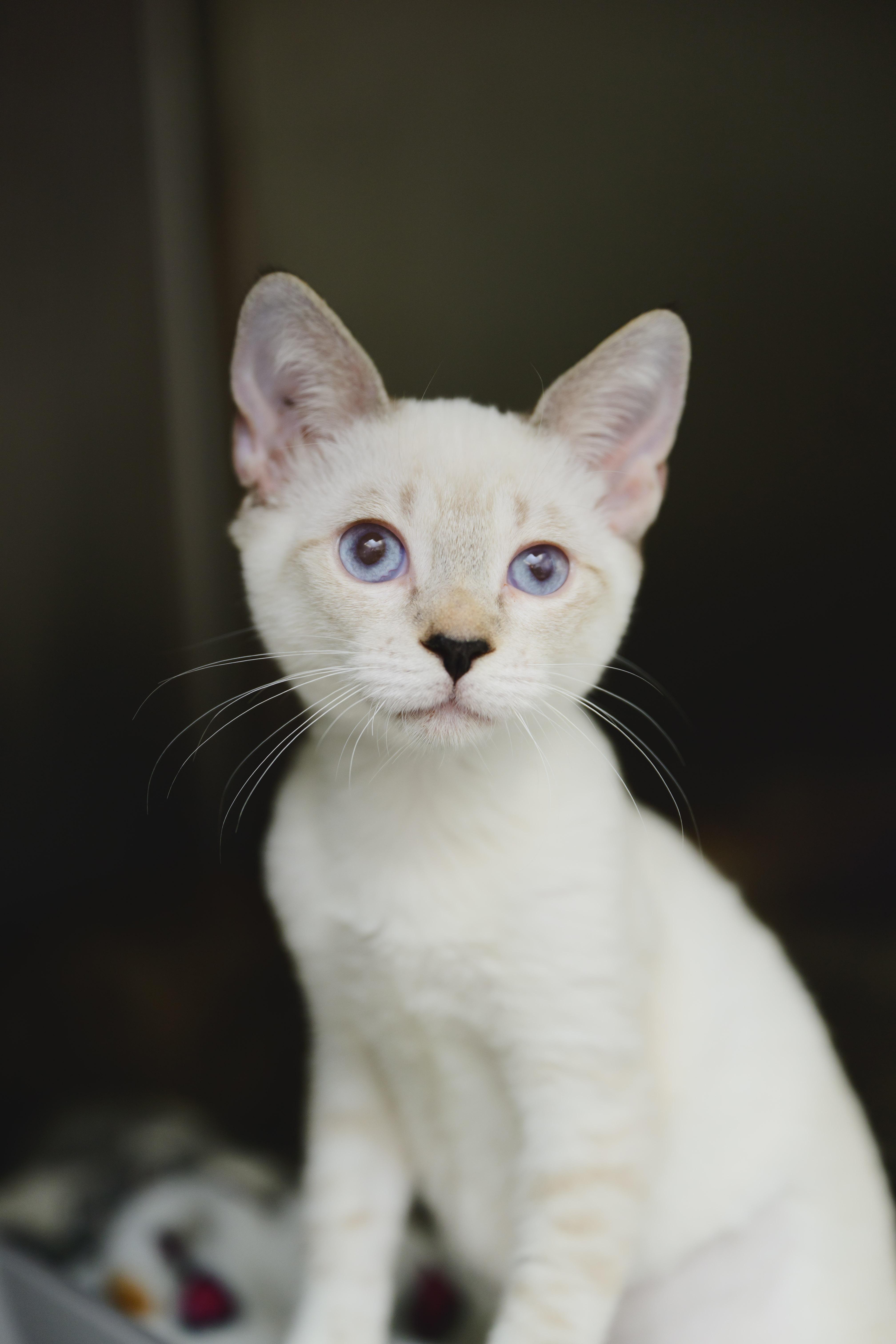 Enlarge Jewel, a Adoptable Siamese in Honolulu, HI image 3/5