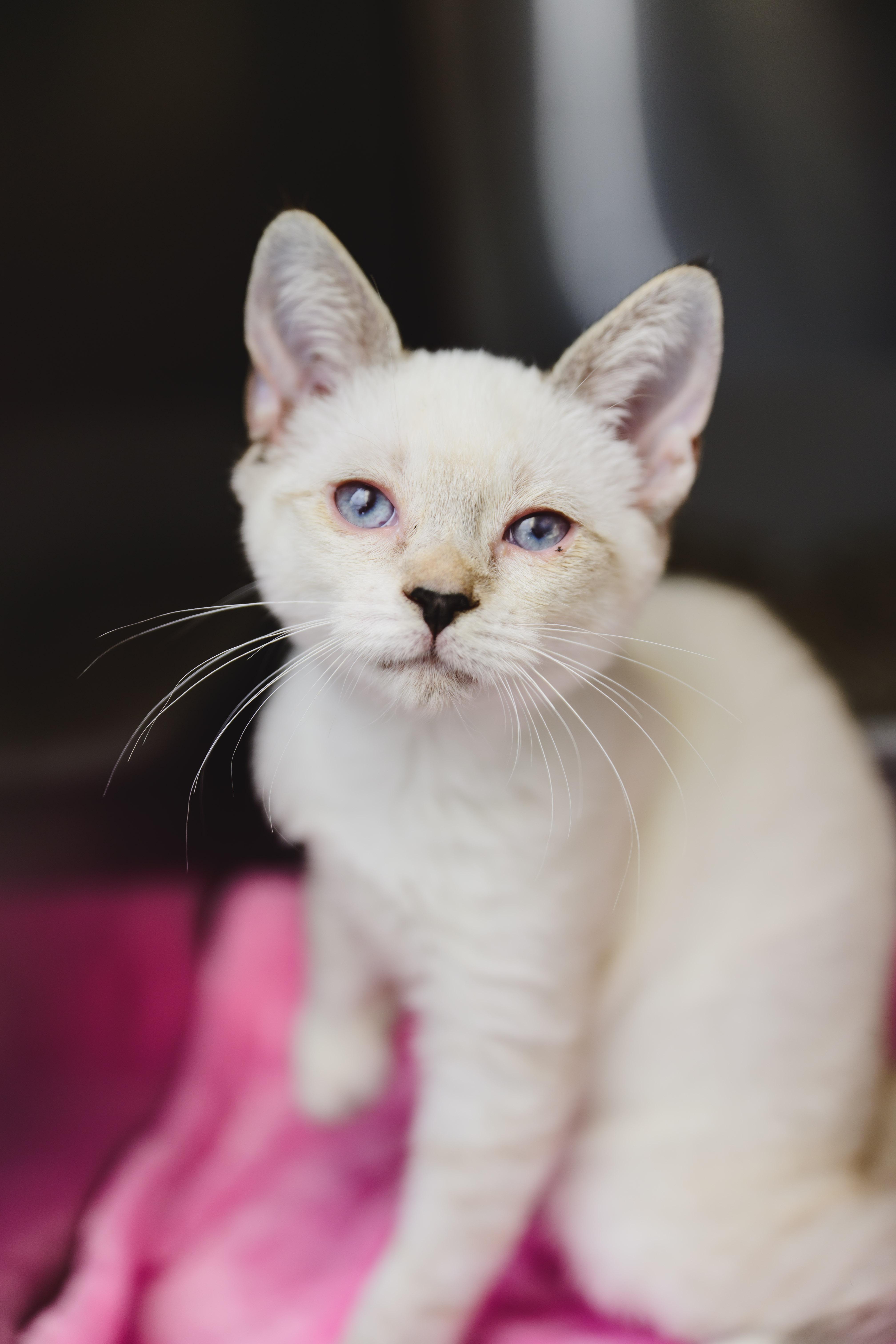 Enlarge Jewel, a Adoptable Siamese in Honolulu, HI image 4/5