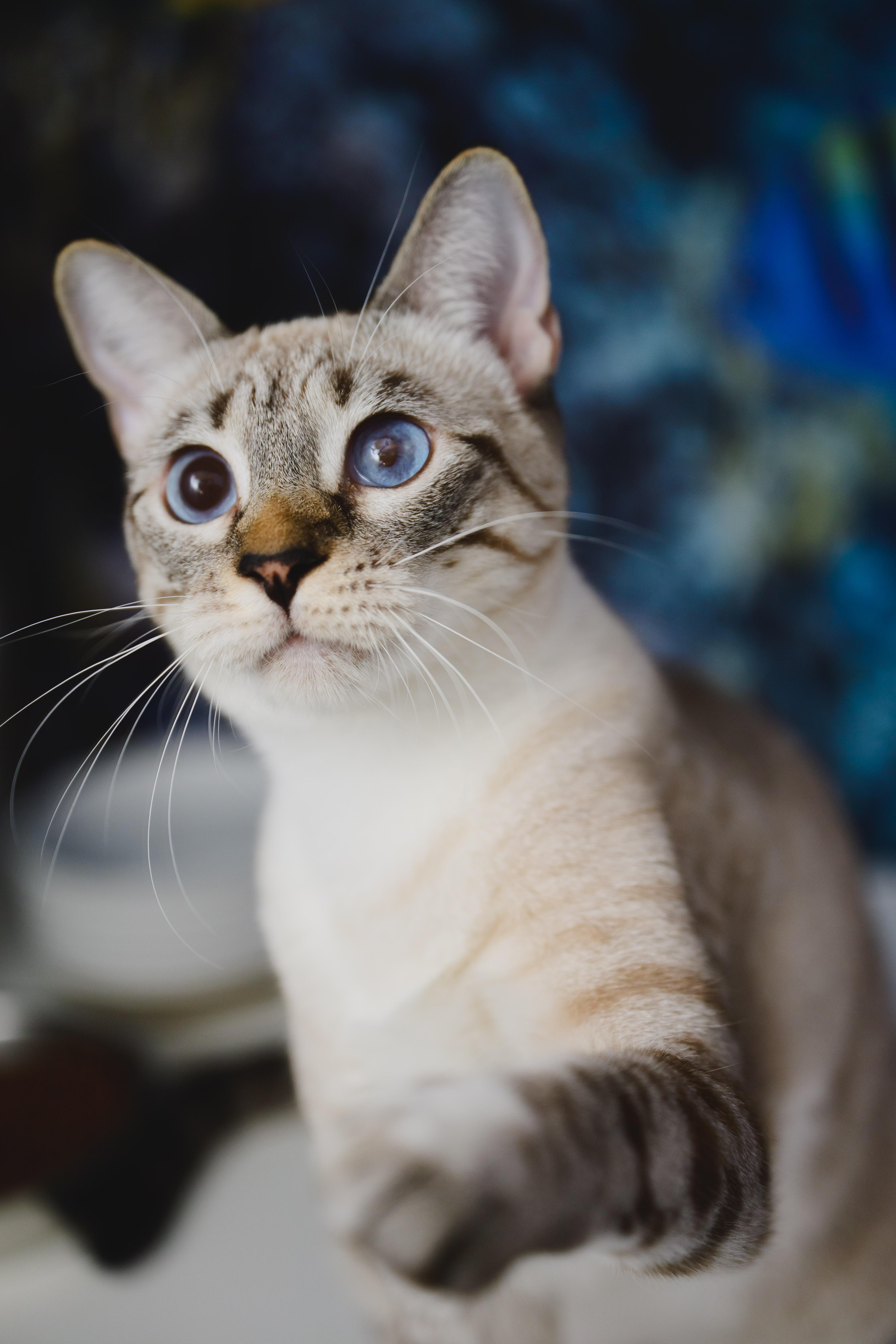 Enlarge Jewel, a Adoptable Siamese in Honolulu, HI image 6/6