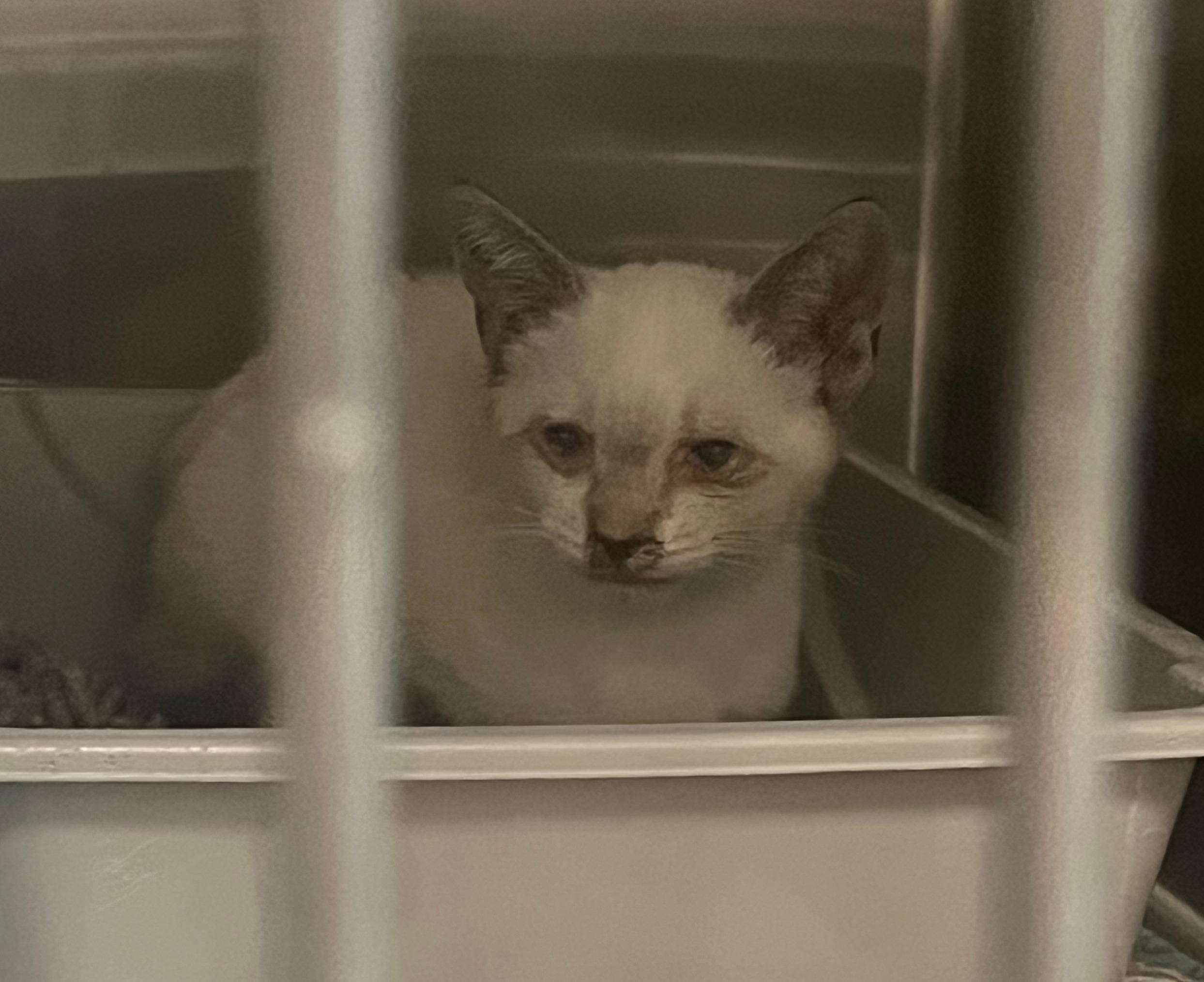 Enlarge Jewel, a Adoptable Siamese in Honolulu, HI image 5/5