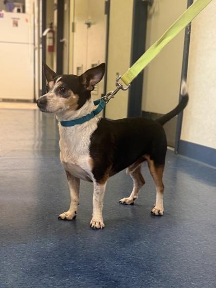 Radar, Adoptable, Adult Male Parson Russell Terrier & Mixed Breed.