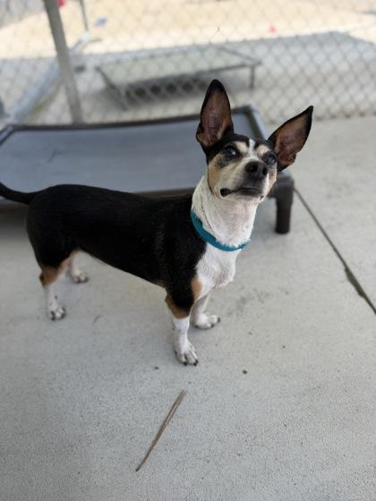 Enlarge Radar, a Adoptable mixed breed in King William, VA image 2/3