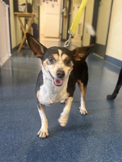 Enlarge Radar, a Adoptable mixed breed in King William, VA image 3/3