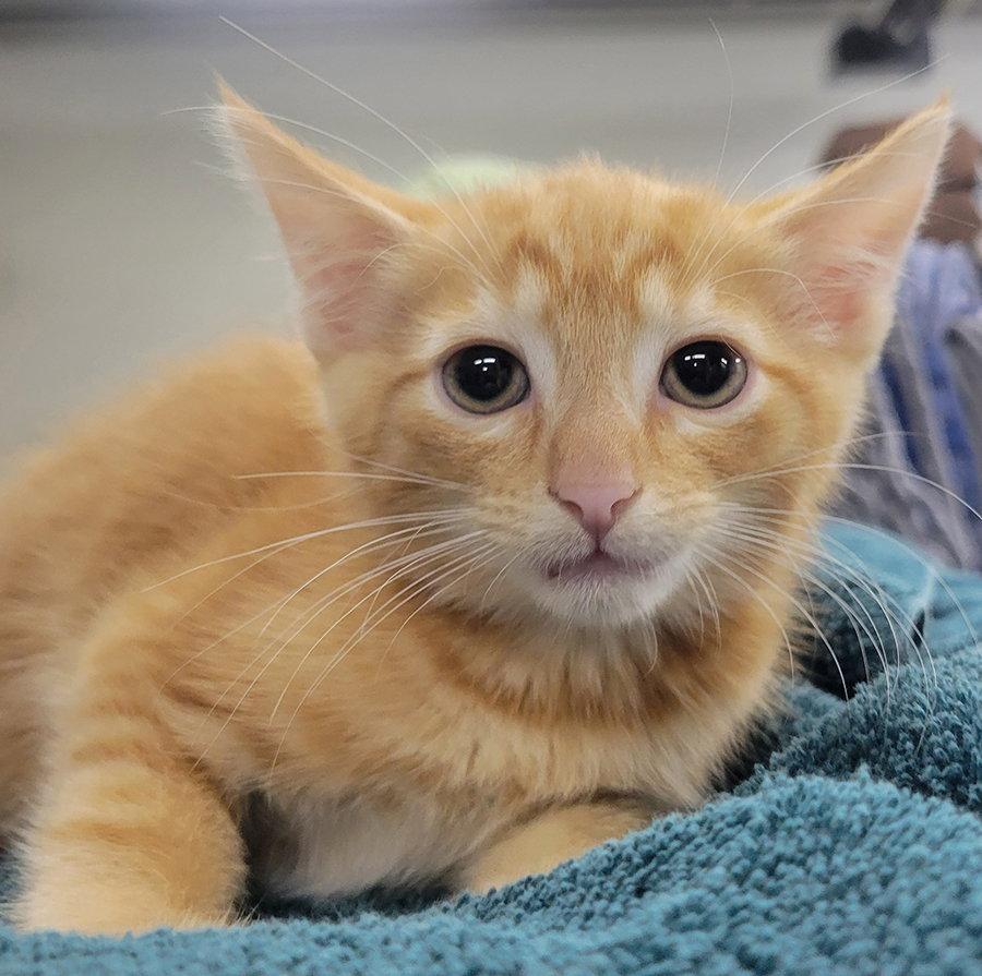 Kitten Fin photo