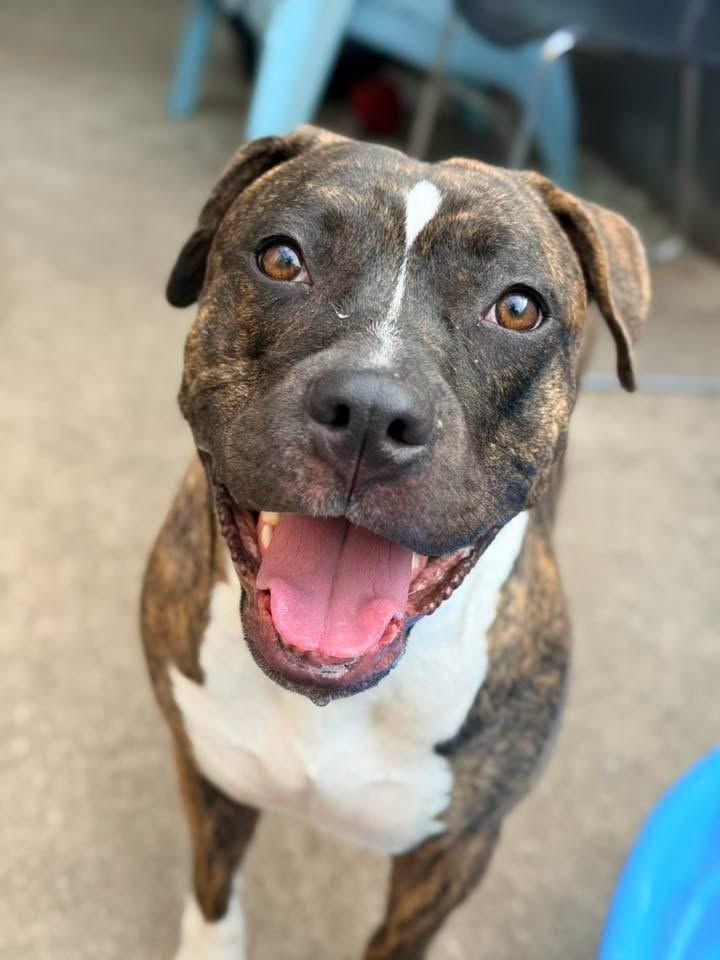 Lady Marmalade, ADOPTABLE, Adult Female Pit Bull Terrier.
