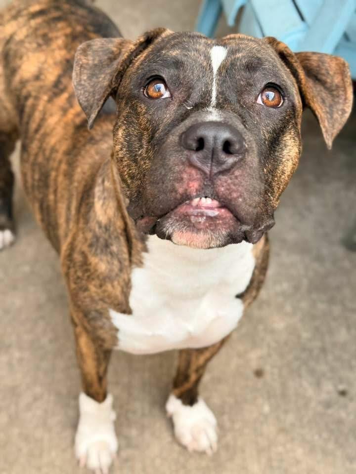 Enlarge Lady Marmalade, a ADOPTABLE Pit Bull Terrier in Chicago, IL image 2/5