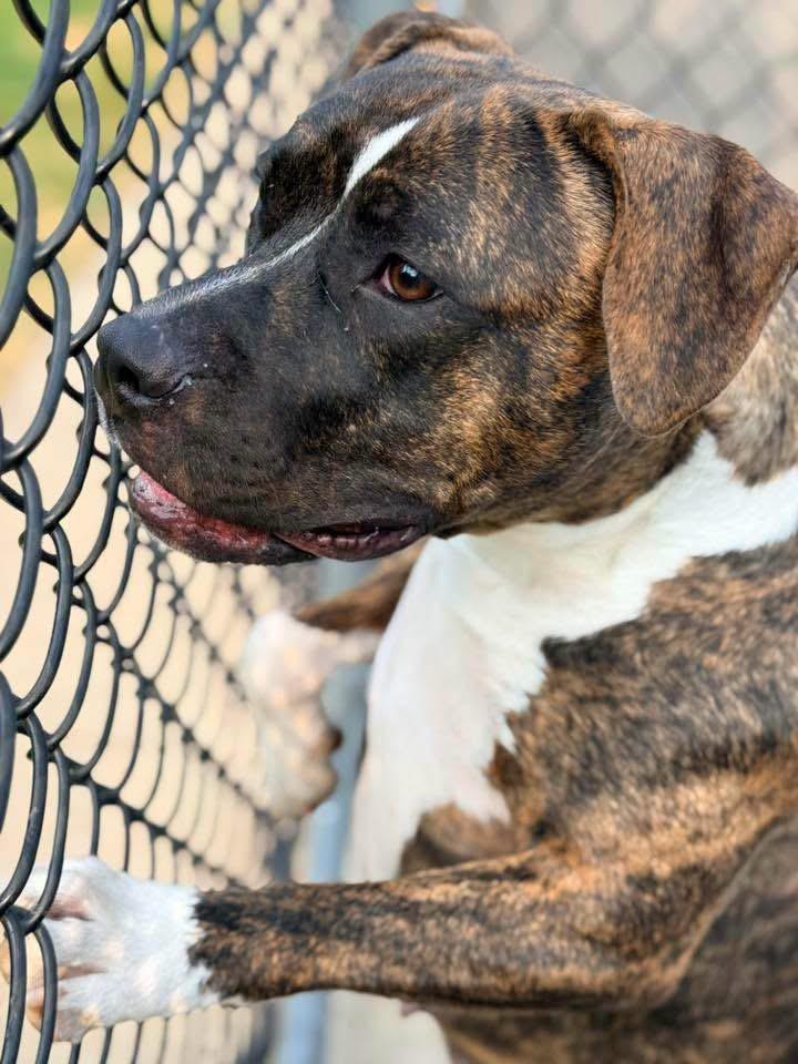 Enlarge Lady Marmalade, a ADOPTABLE Pit Bull Terrier in Chicago, IL image 4/5